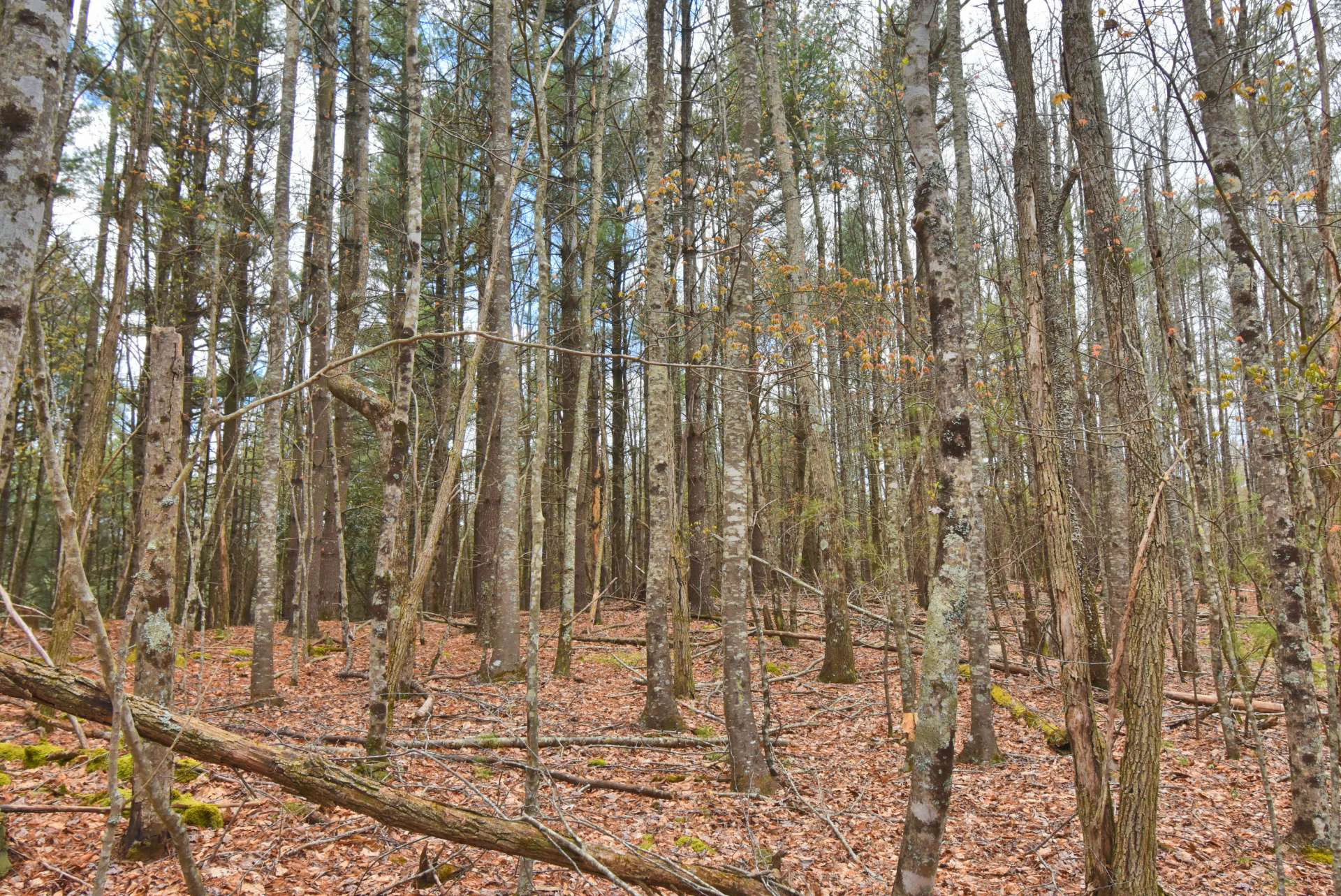 Image number 2 for the current listing