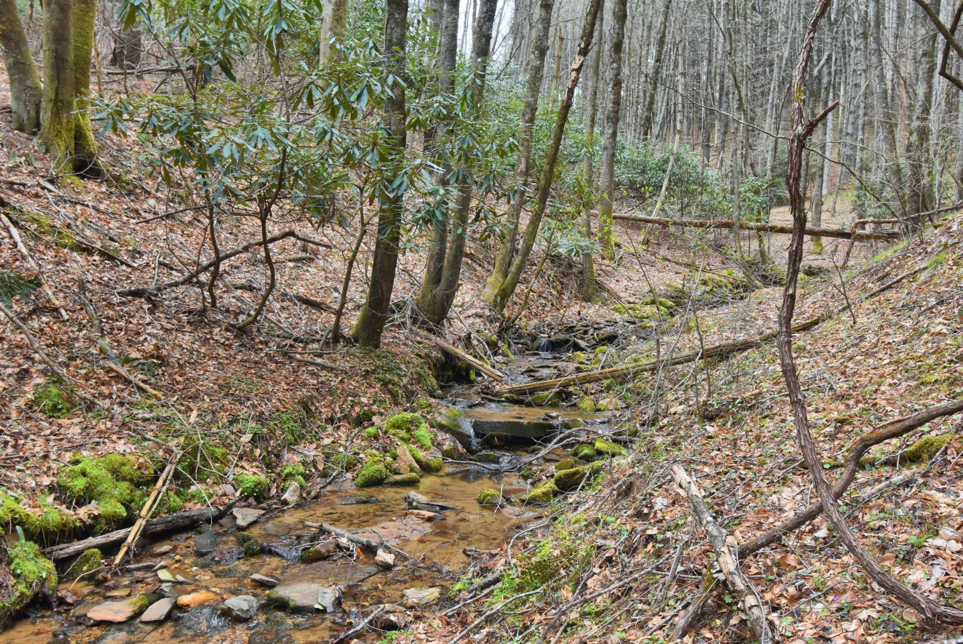 Image number 4 for the current listing