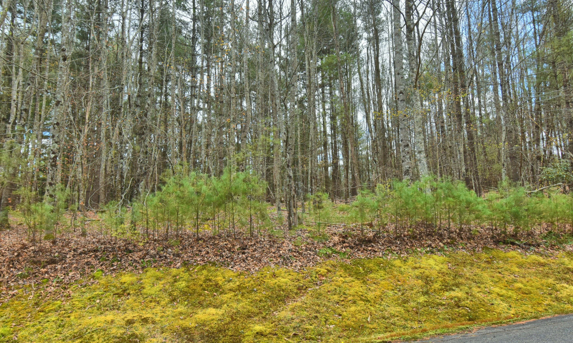 Image number 1 for the current listing