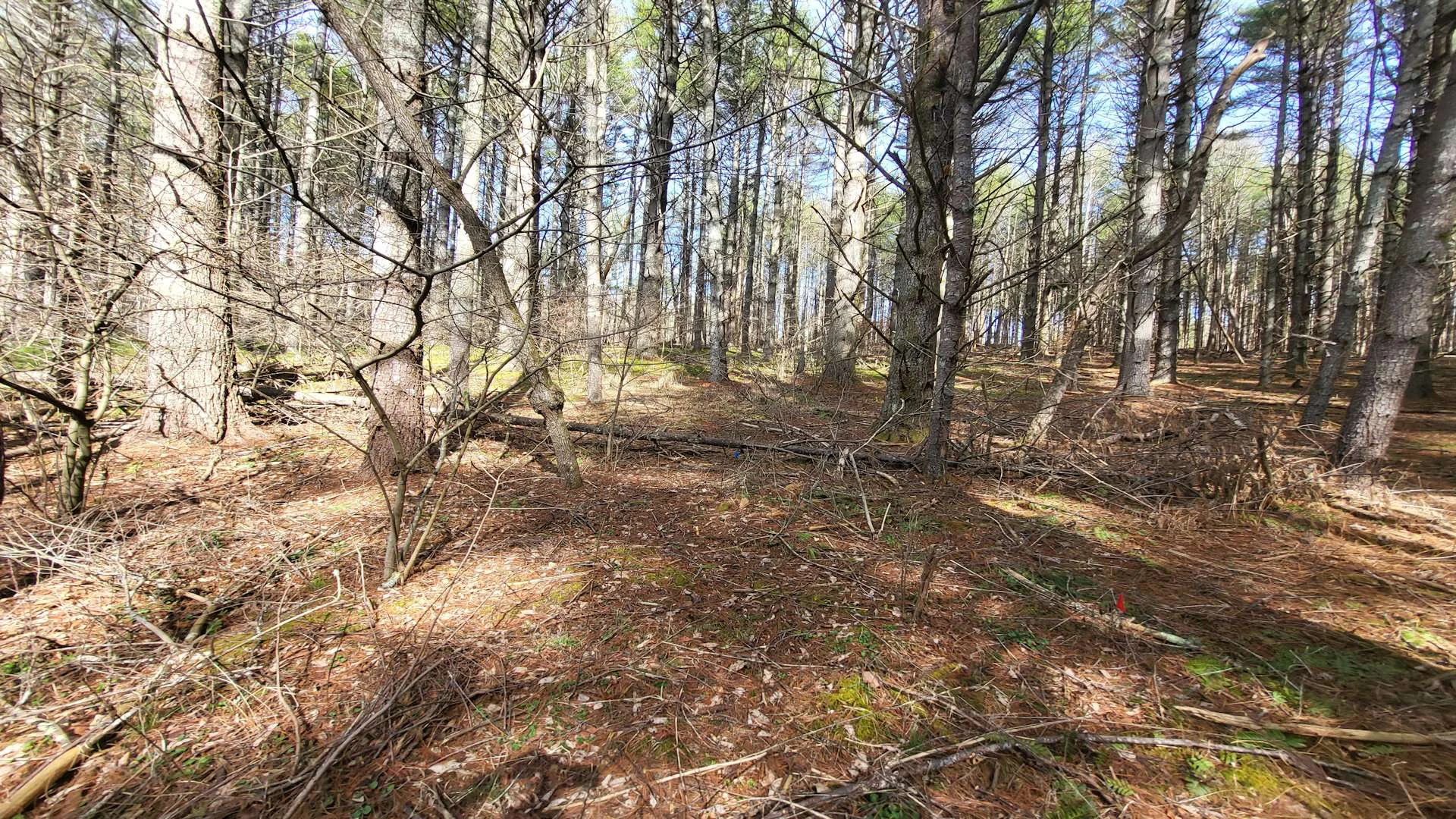 Image number 3 for the current listing