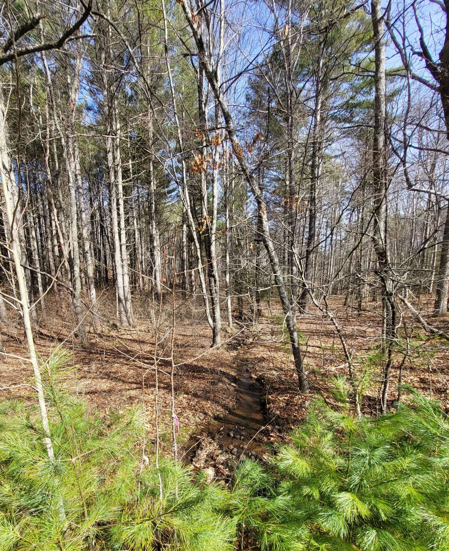 Image number 10 for the current listing