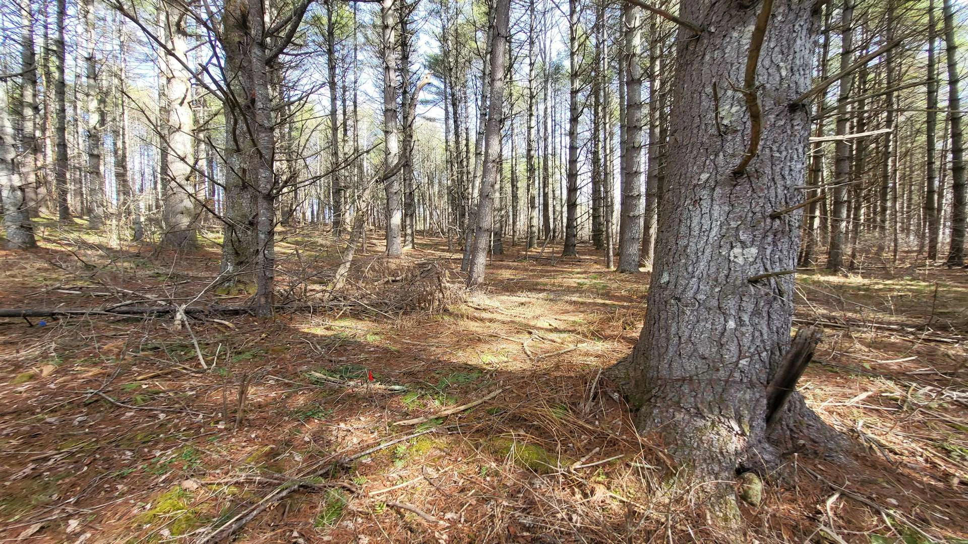 Image number 7 for the current listing