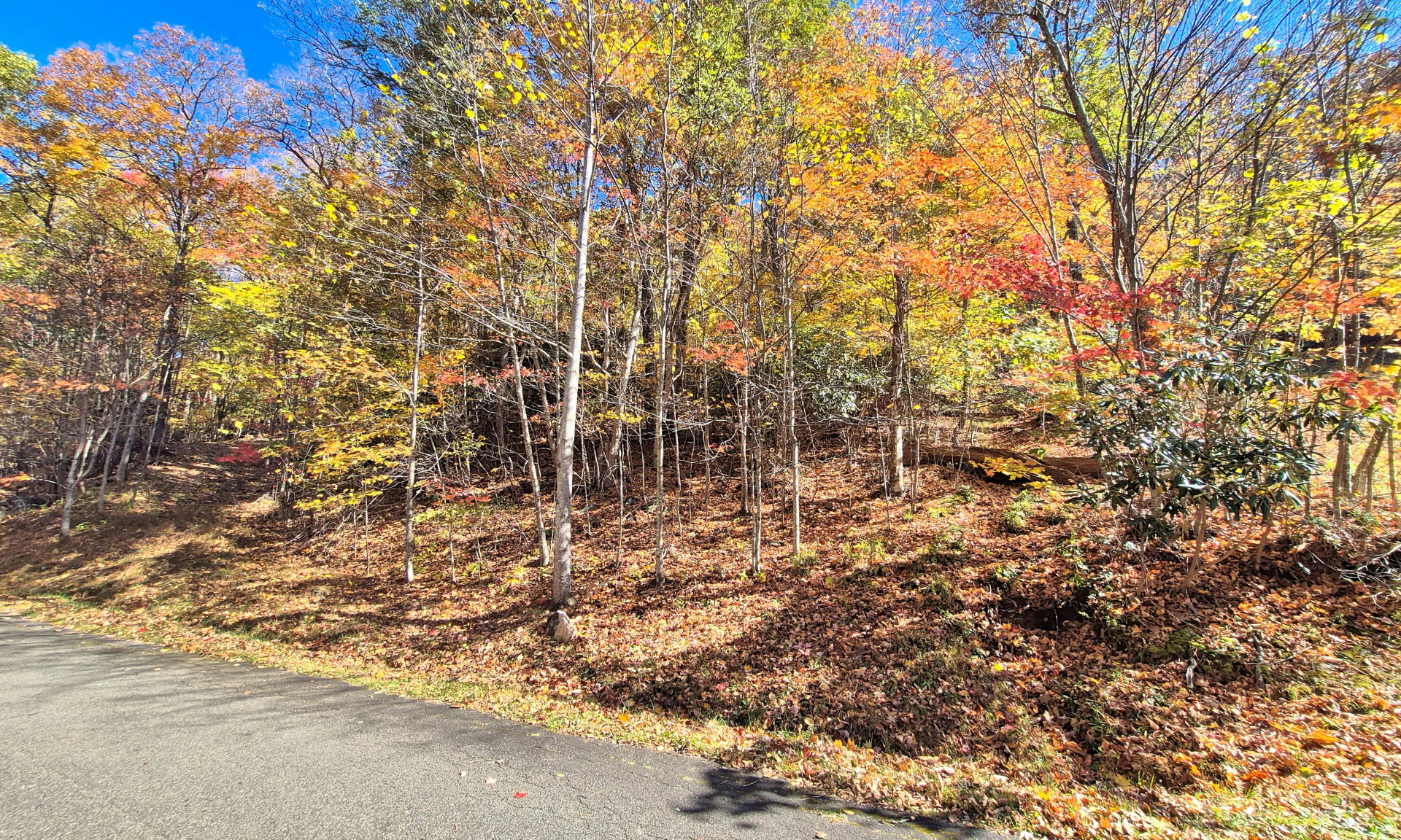 Image number 1 for the current listing