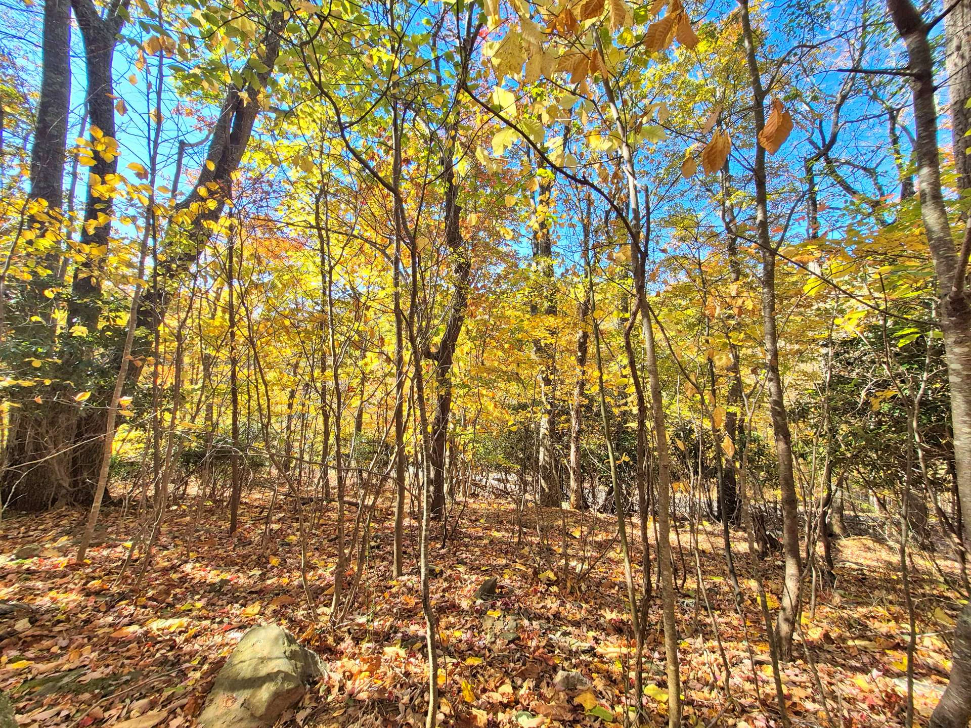Image number 5 for the current listing
