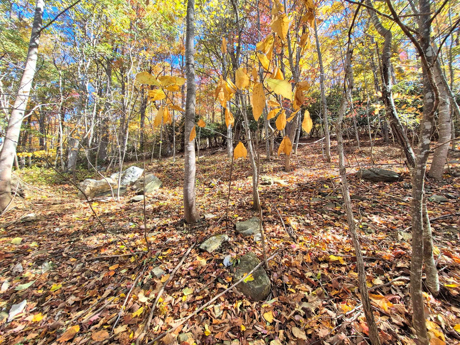 Image number 3 for the current listing