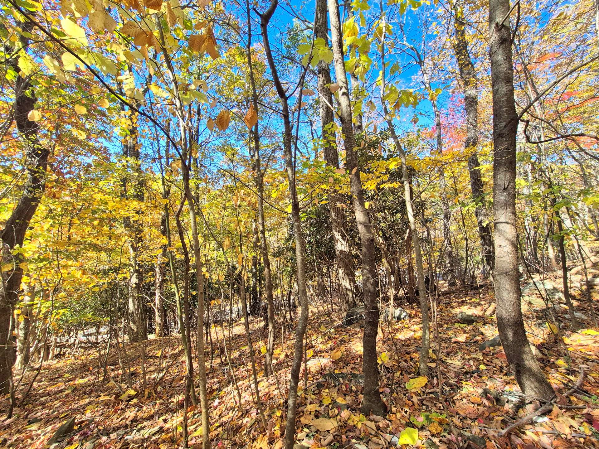 Image number 7 for the current listing