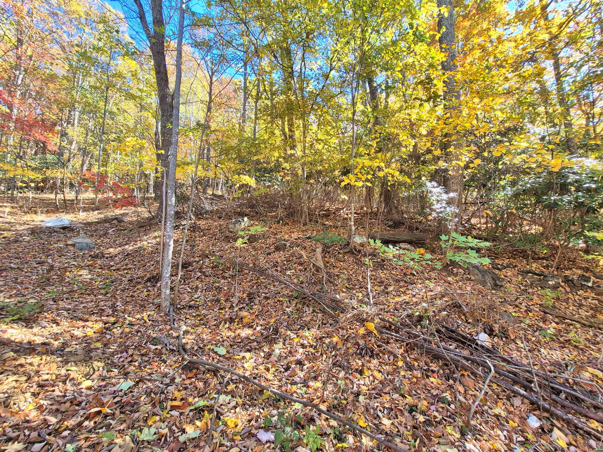 Image number 9 for the current listing