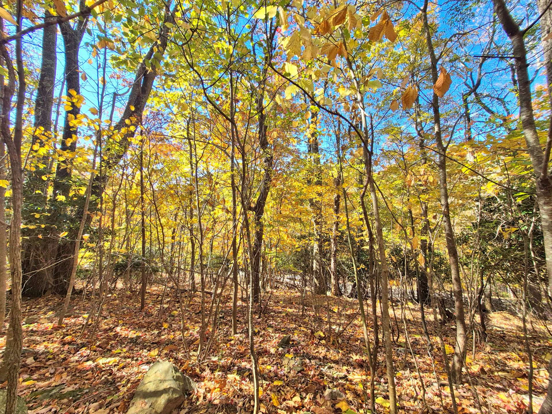 Image number 10 for the current listing