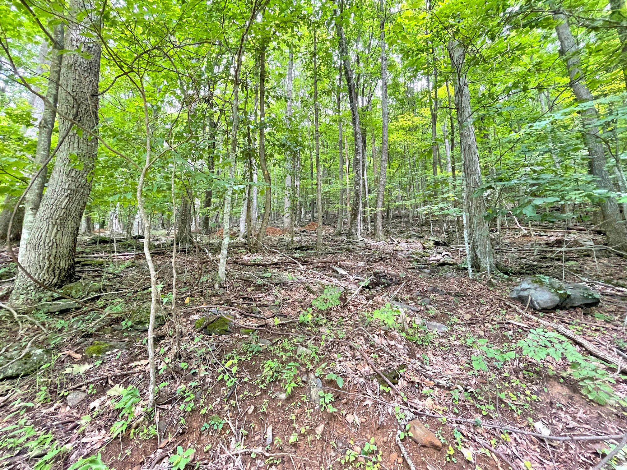 Image number 4 for the current listing