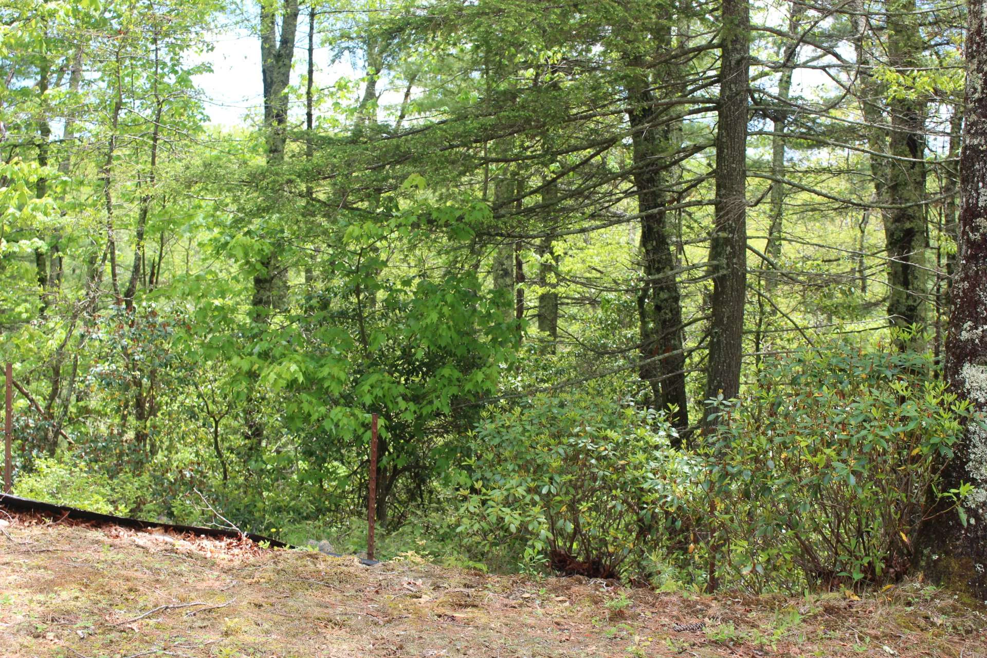 Image number 2 for the current listing