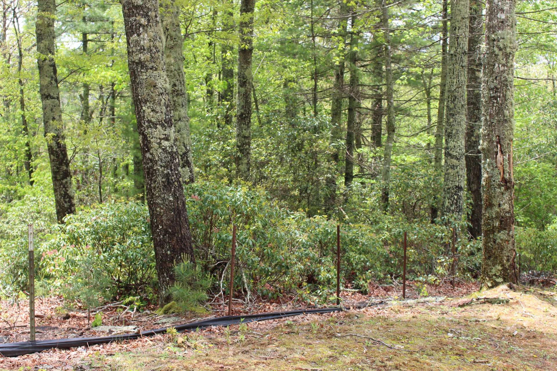 Image number 5 for the current listing