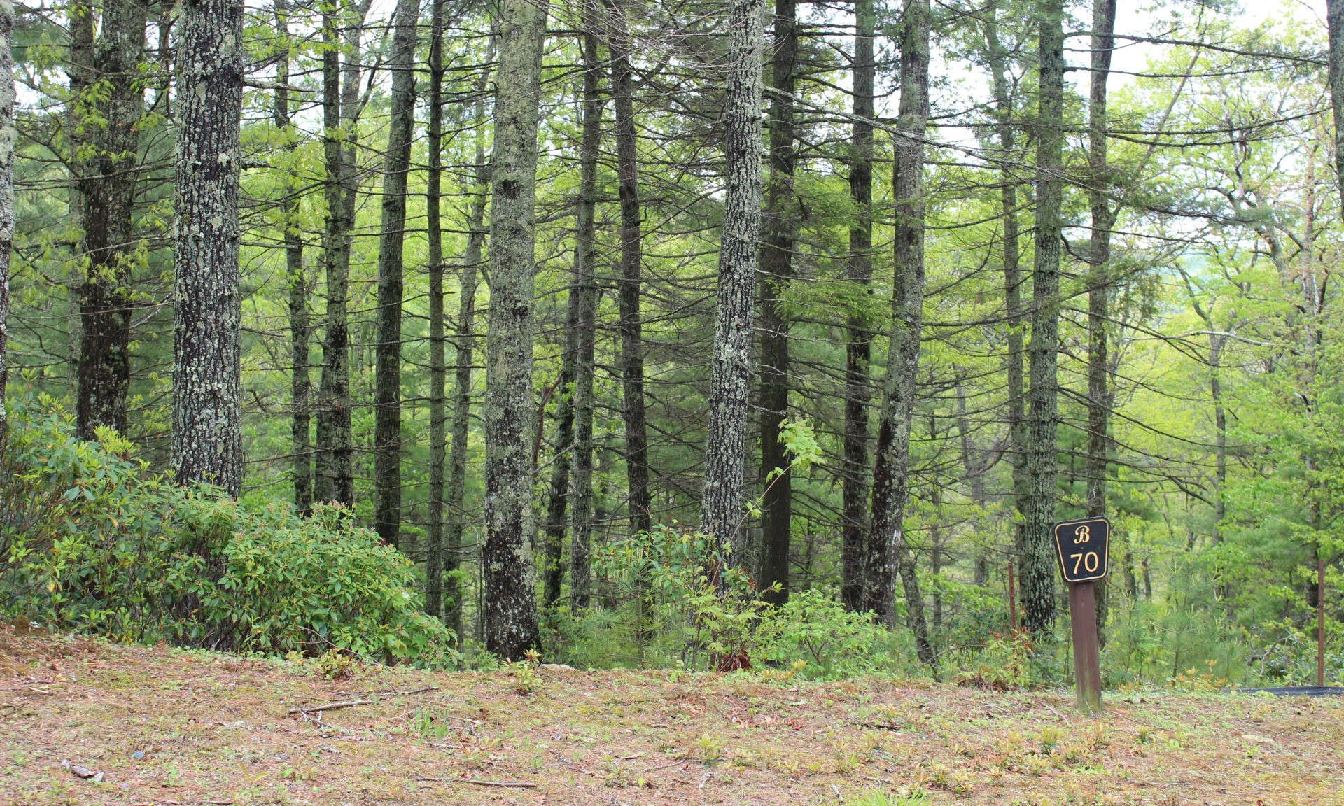 Image number 1 for the current listing
