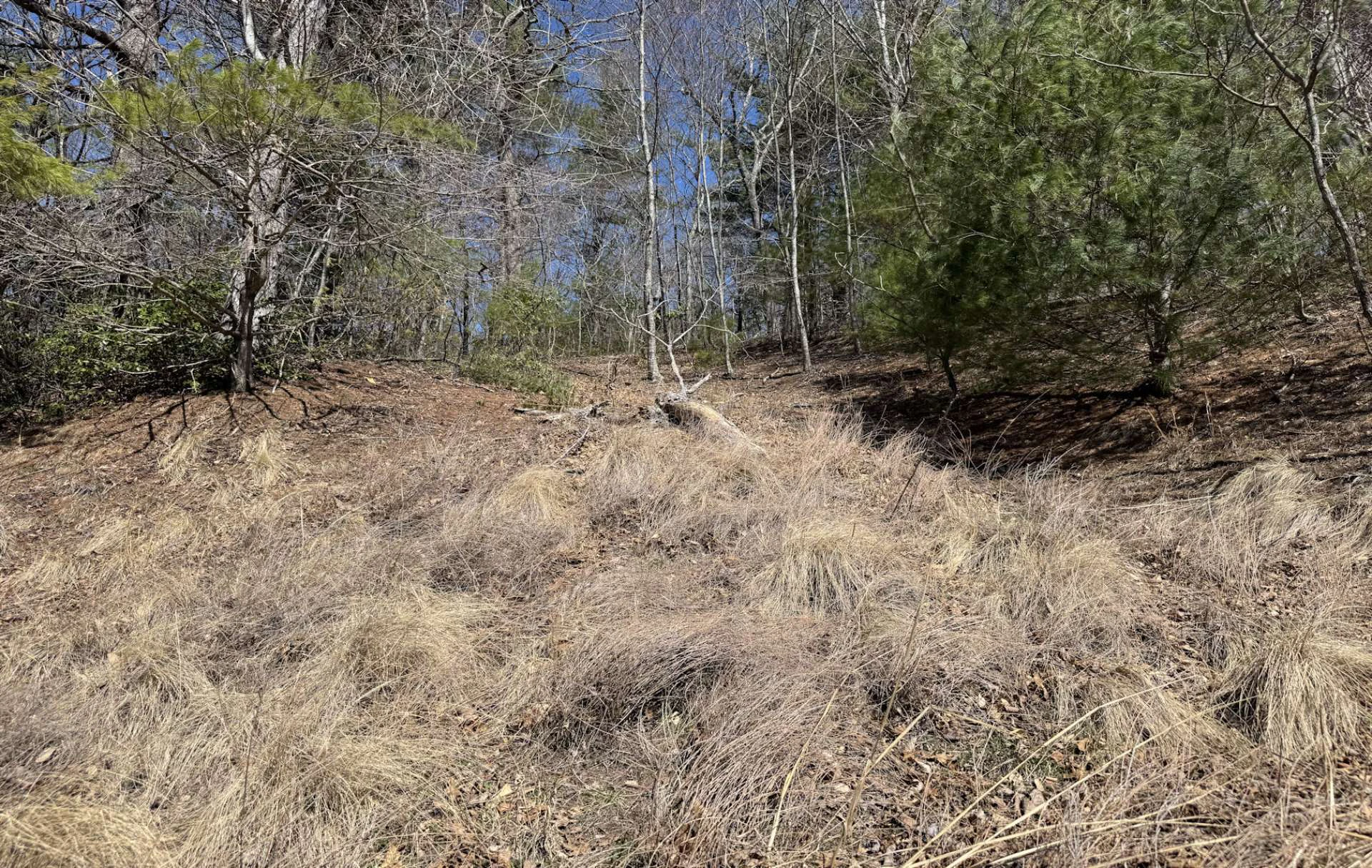 Image number 2 for the current listing
