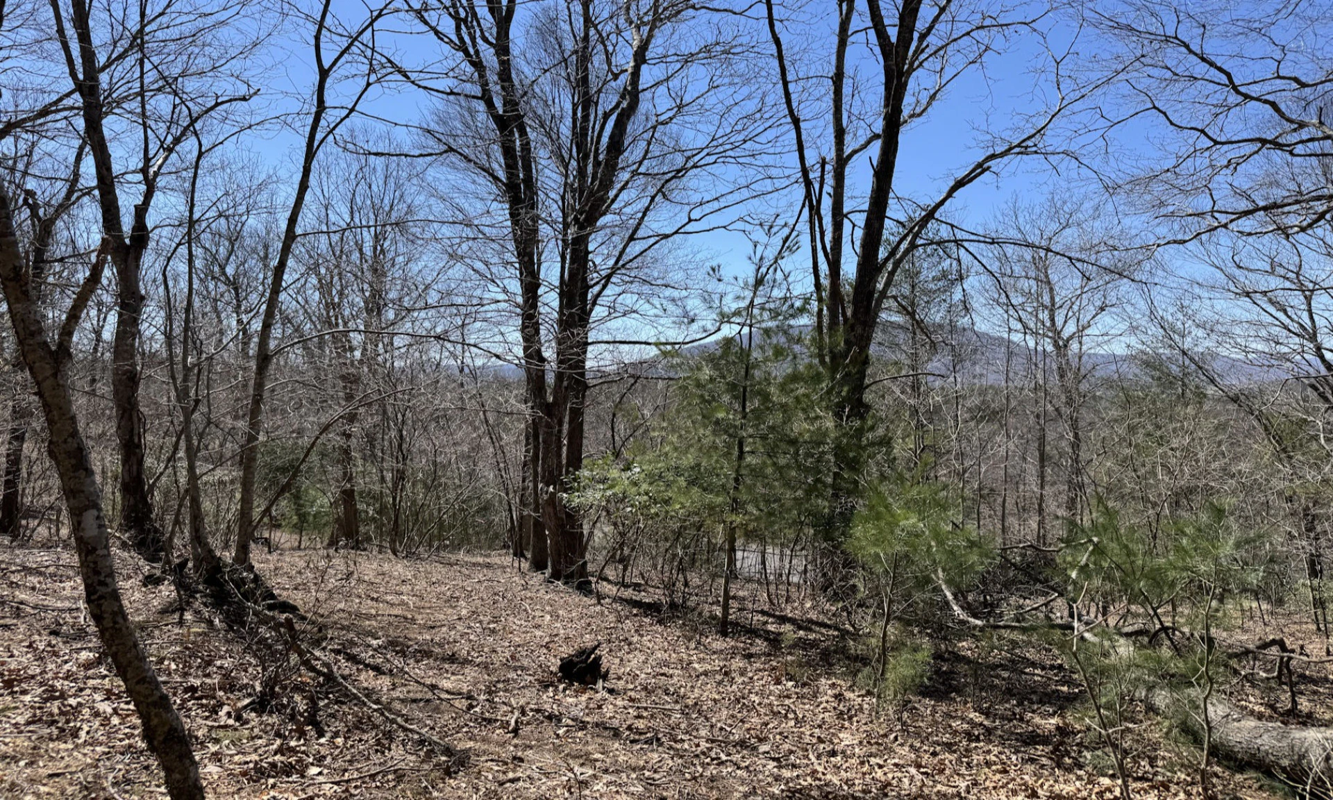 Image number 1 for the current listing