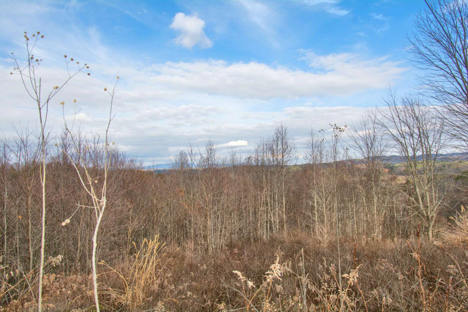 Image number 3 for the current listing