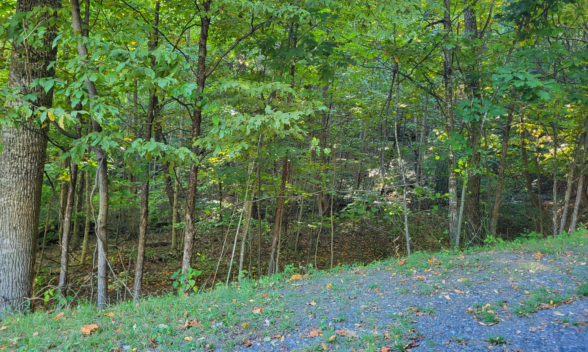 Image number 1 for the current listing