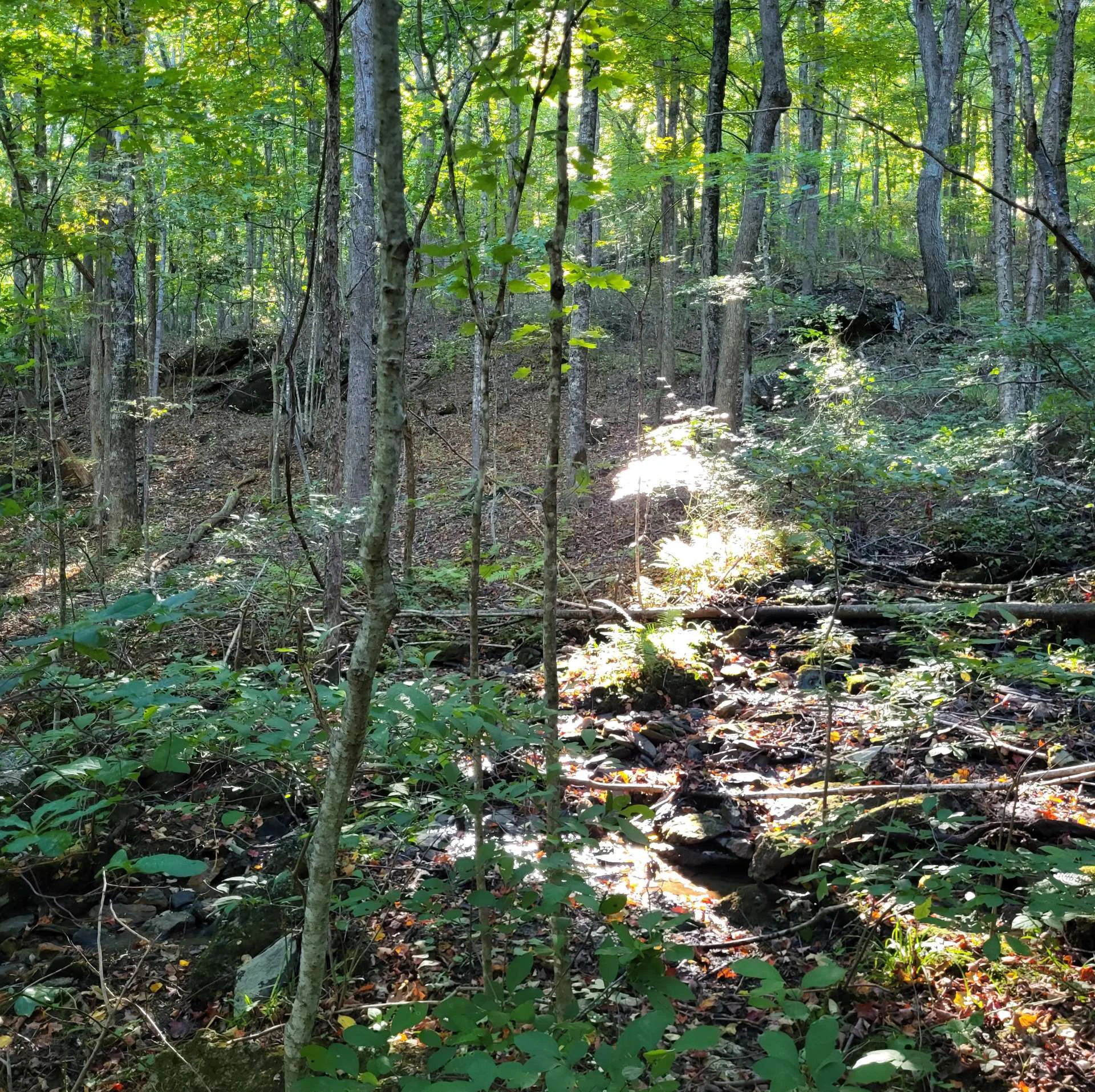 Image number 5 for the current listing