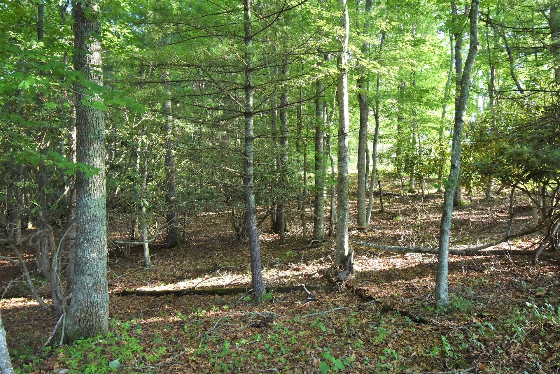 Image number 3 for the current listing