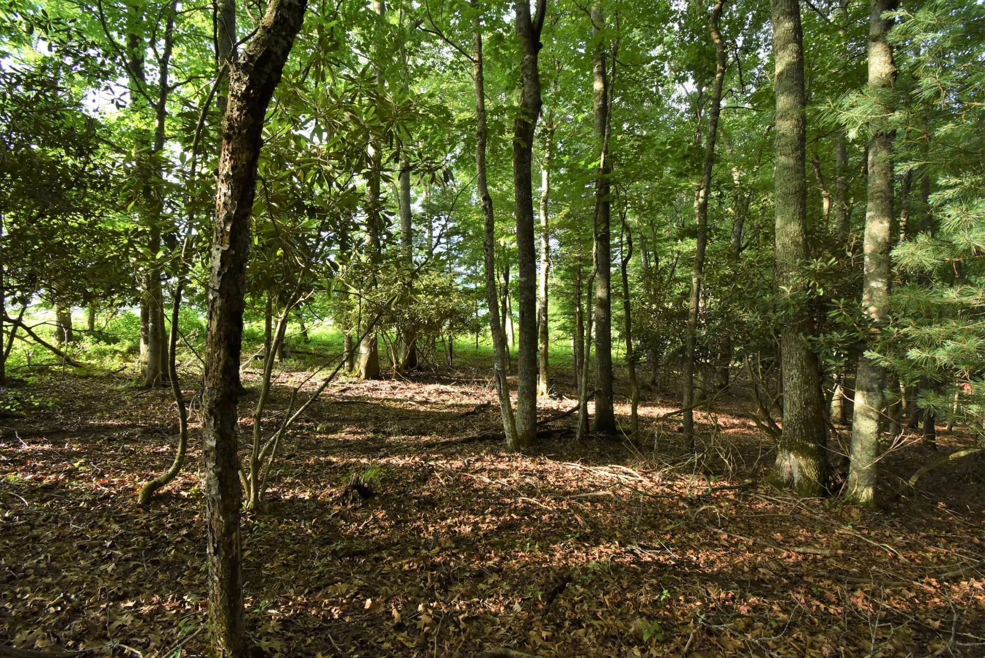 Image number 4 for the current listing