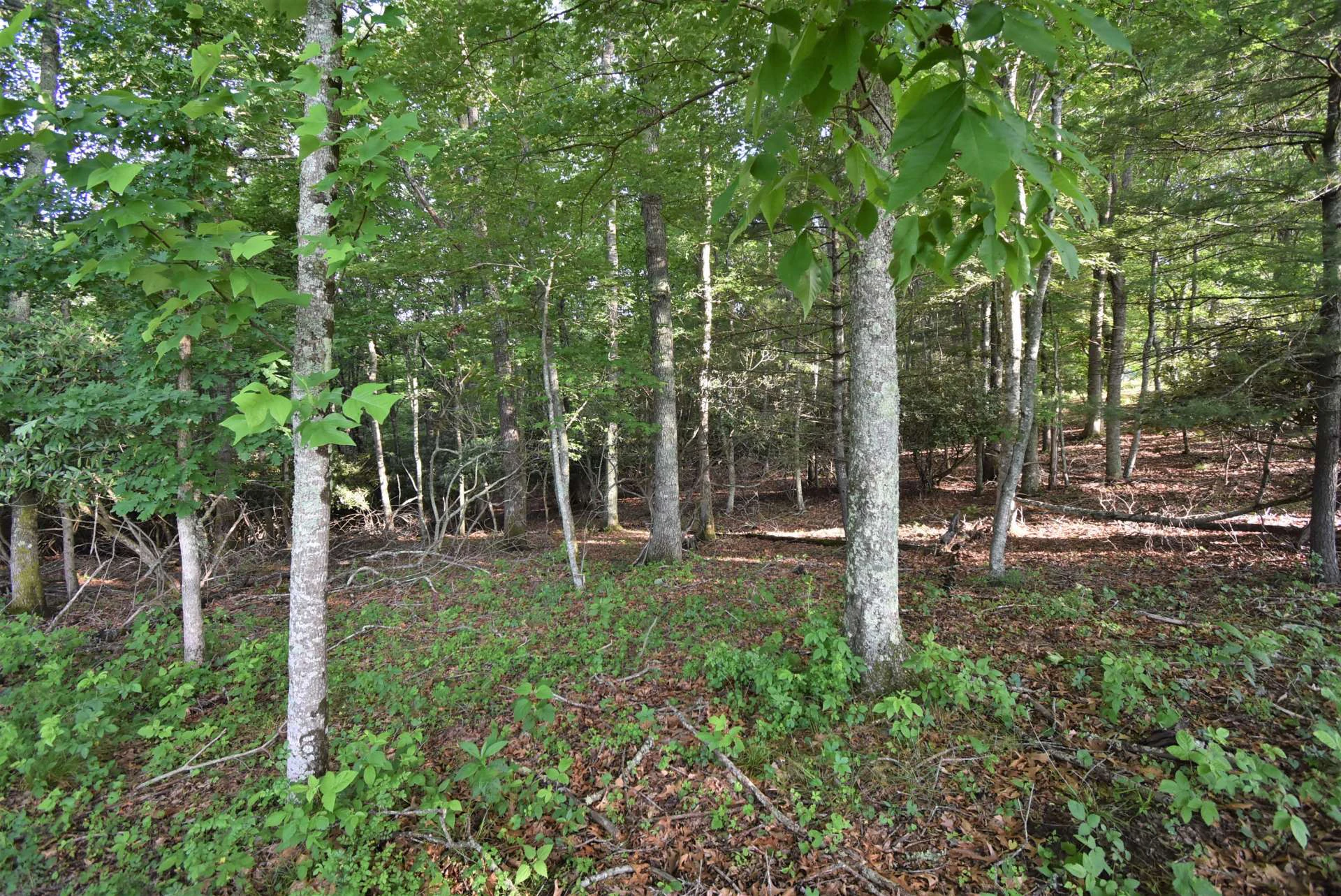 Image number 5 for the current listing