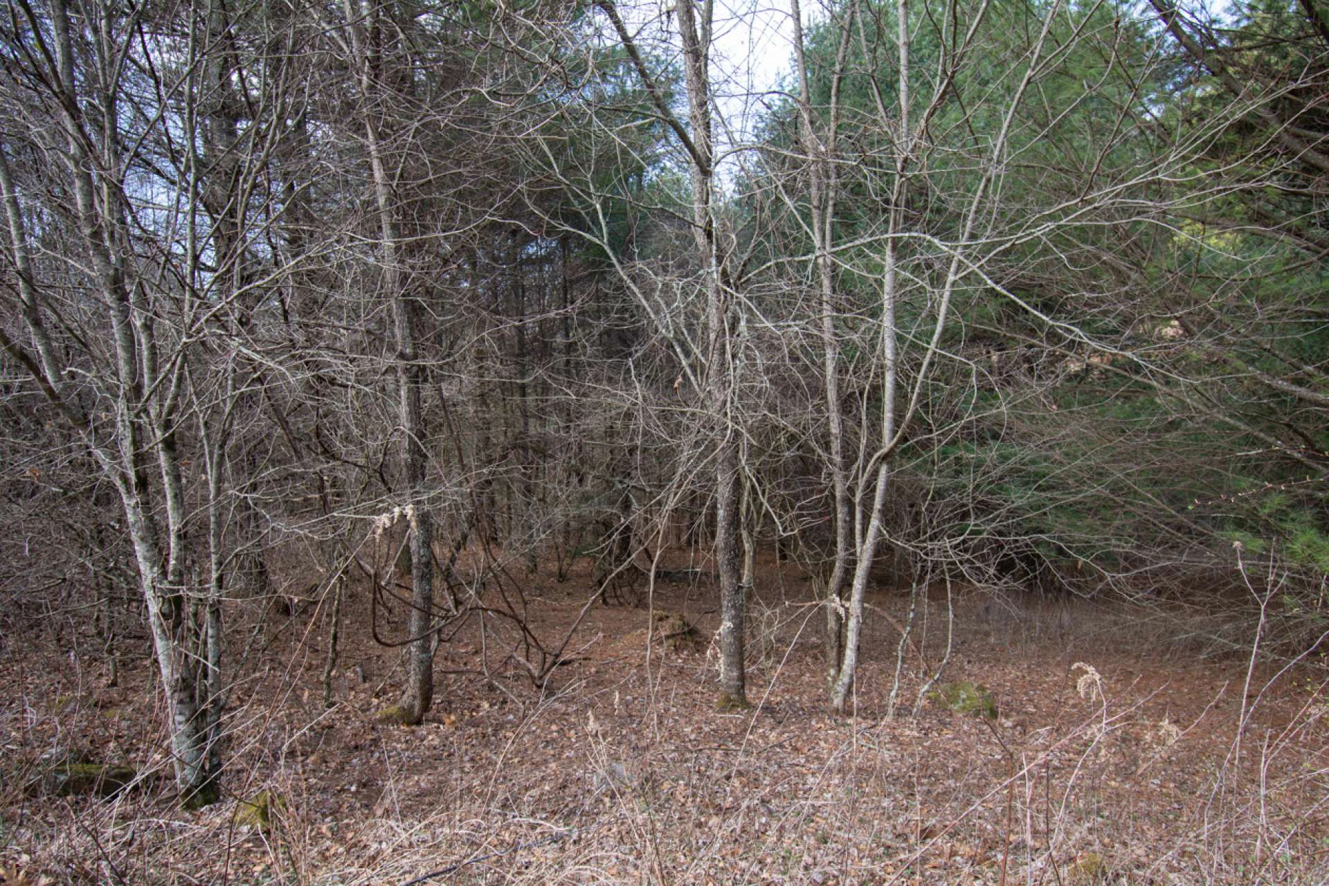 Image number 5 for the current listing