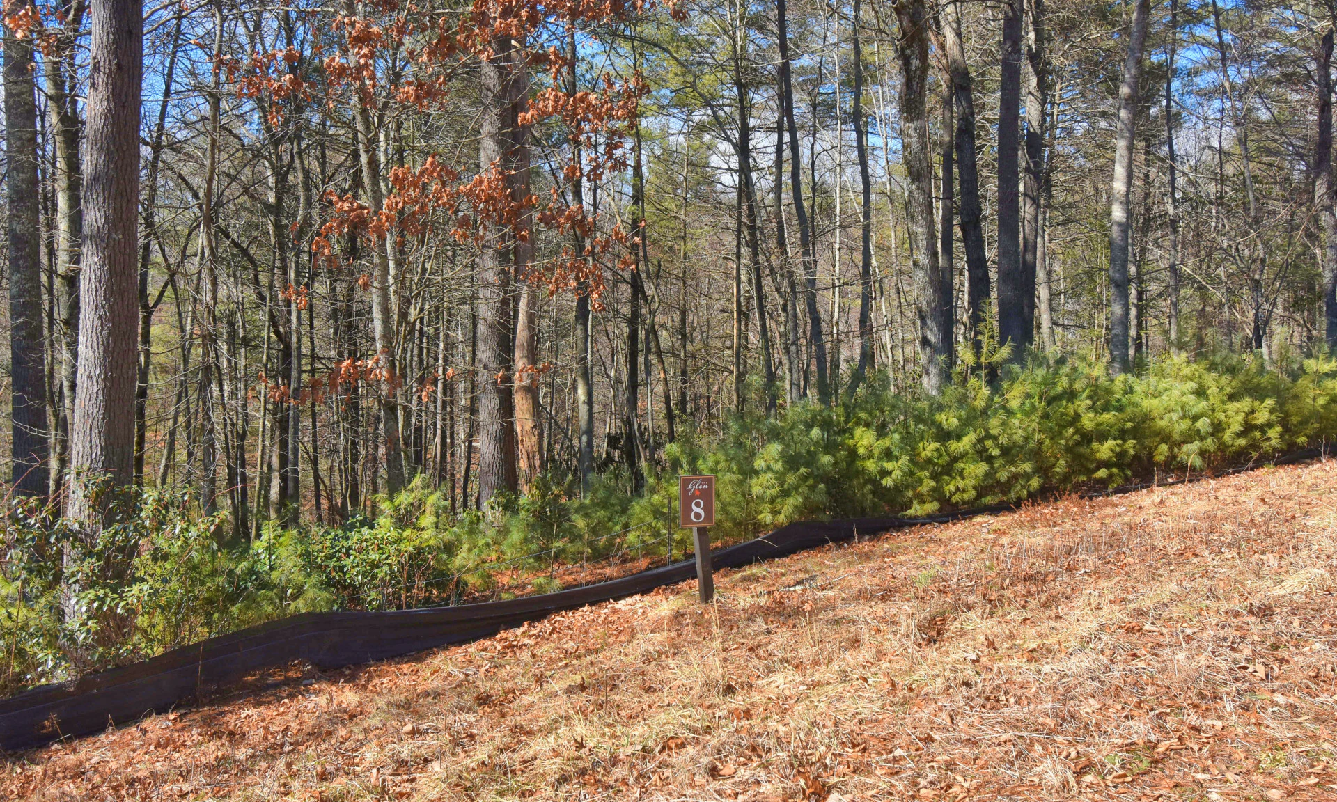Image number 1 for the current listing