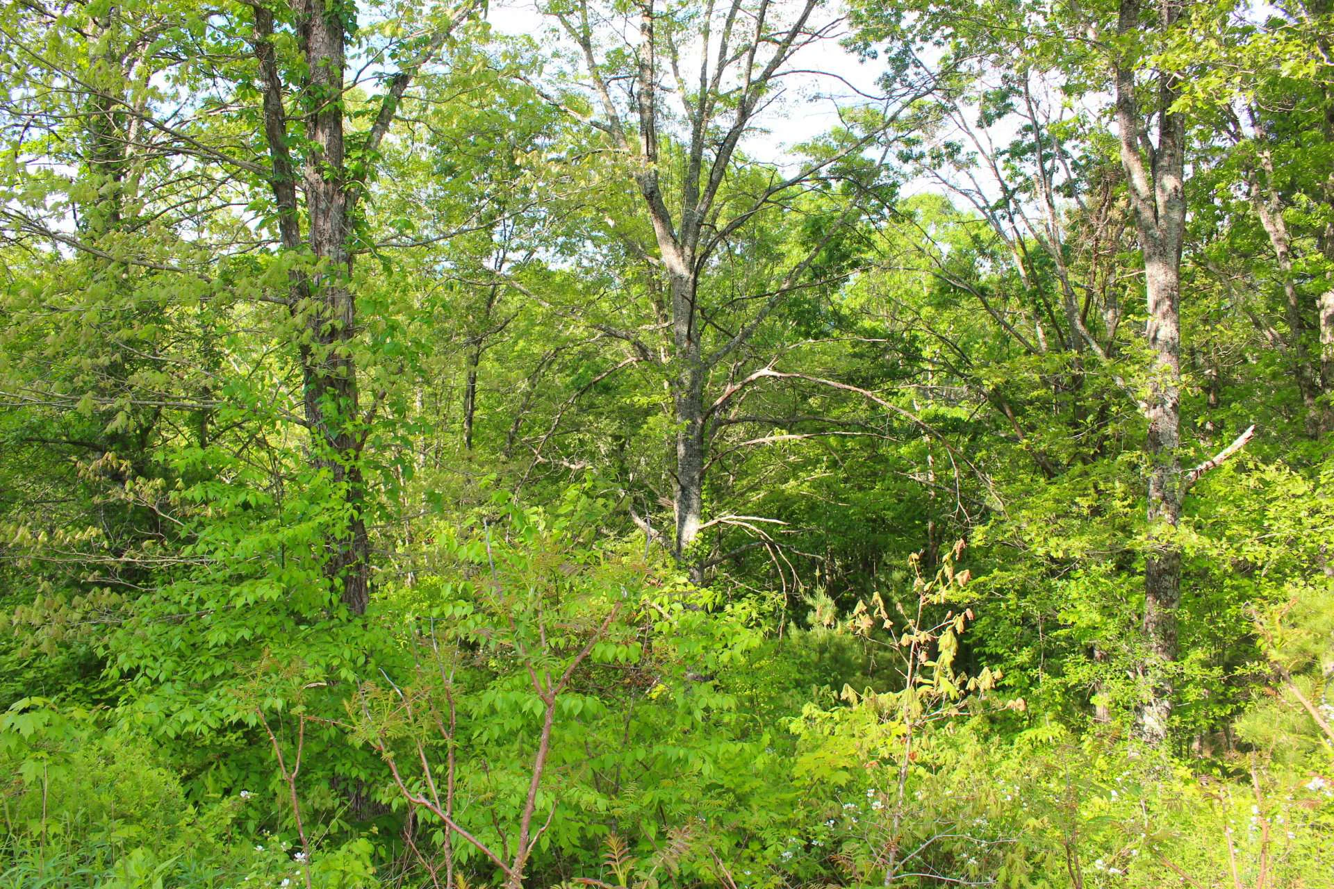 Image number 2 for the current listing