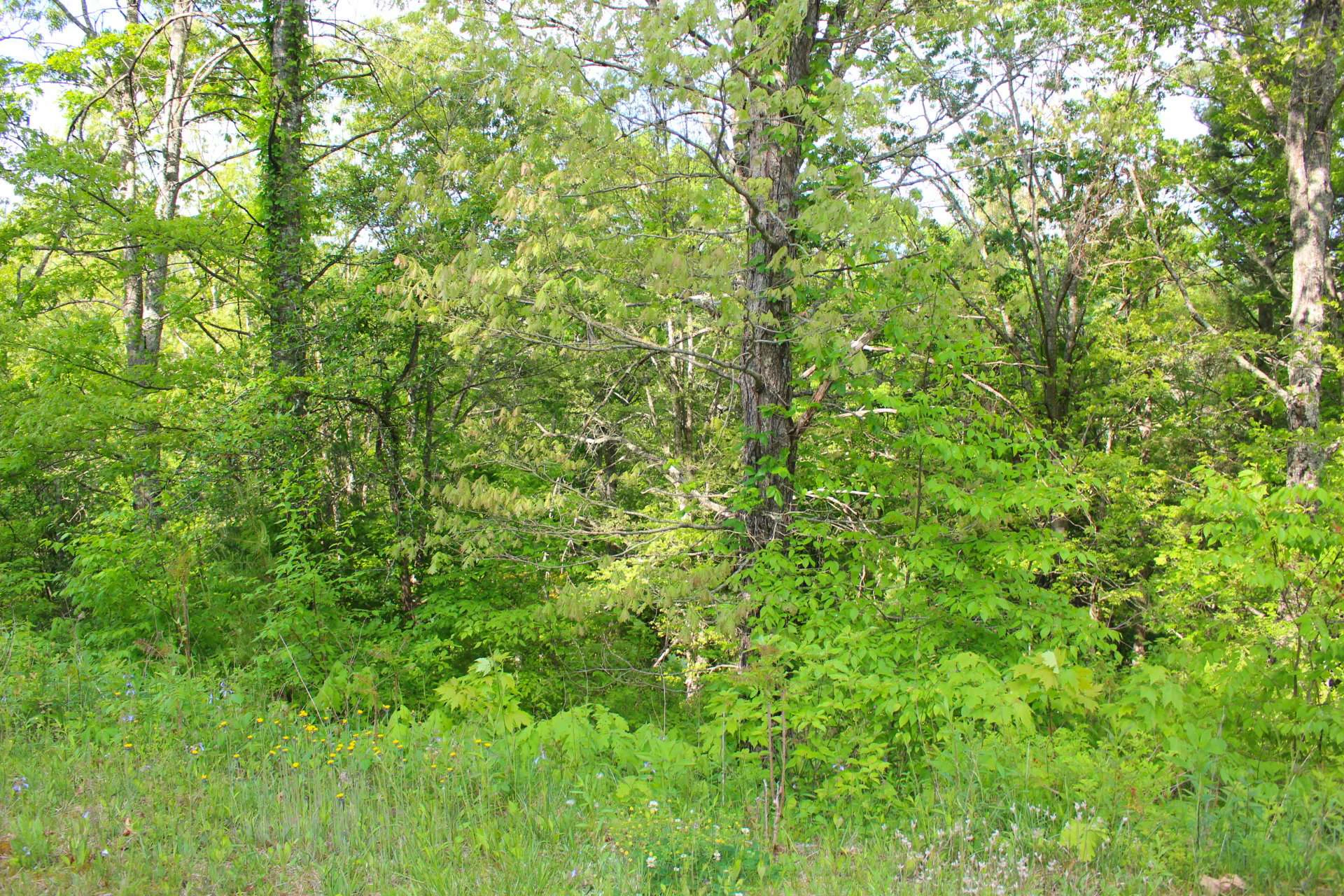 Image number 8 for the current listing