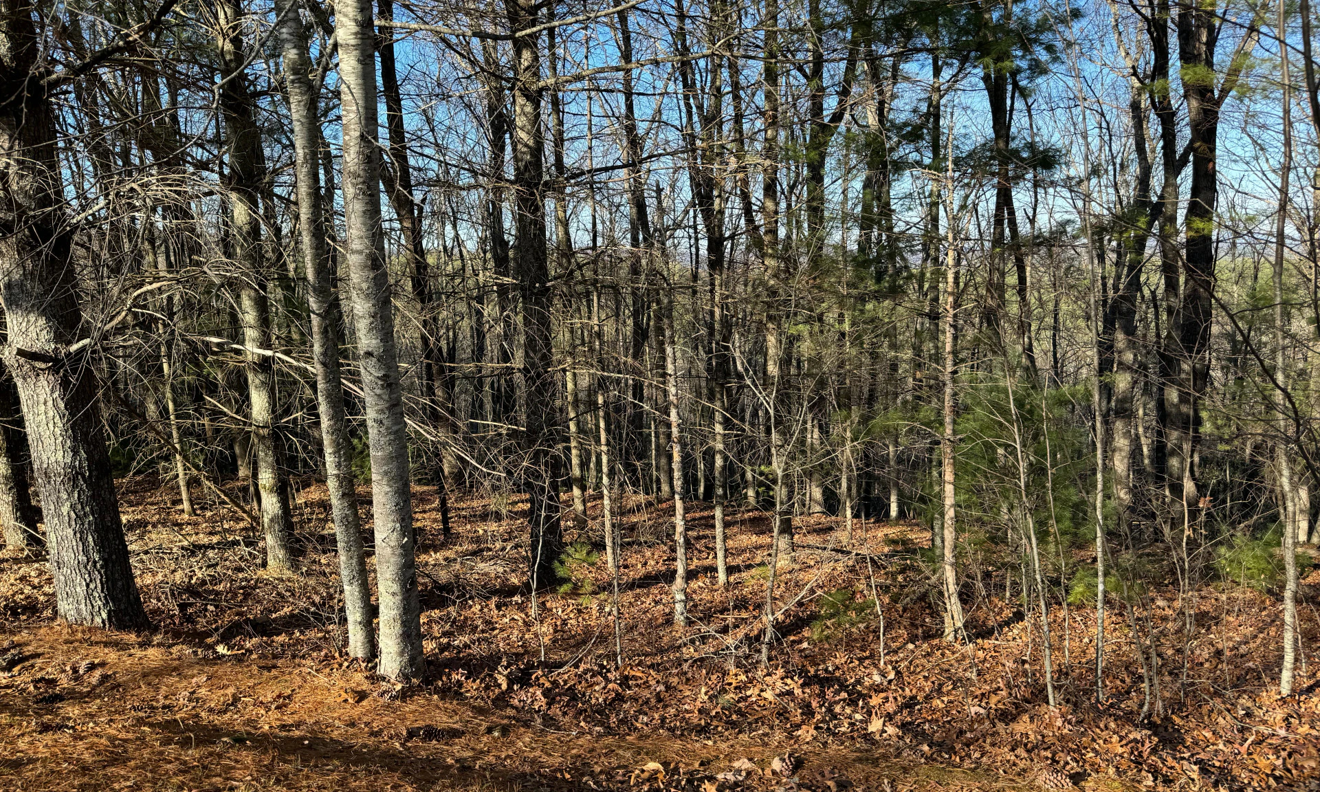 Image number 1 for the current listing
