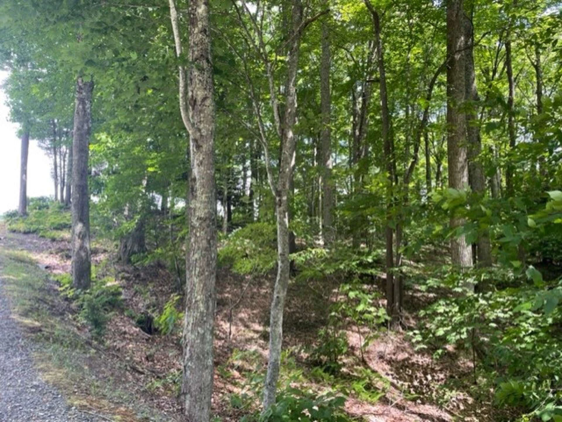 Image number 6 for the current listing