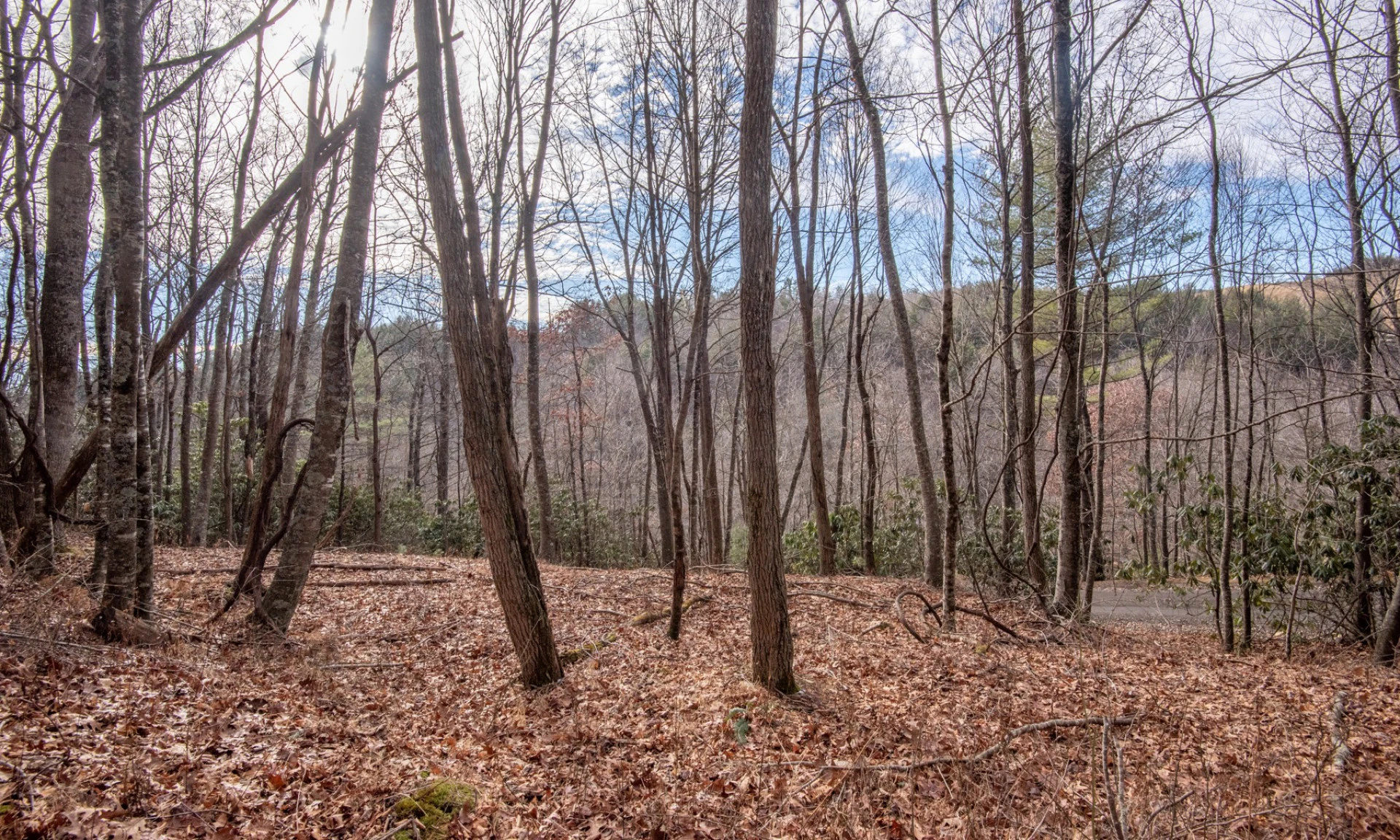 Image number 1 for the current listing
