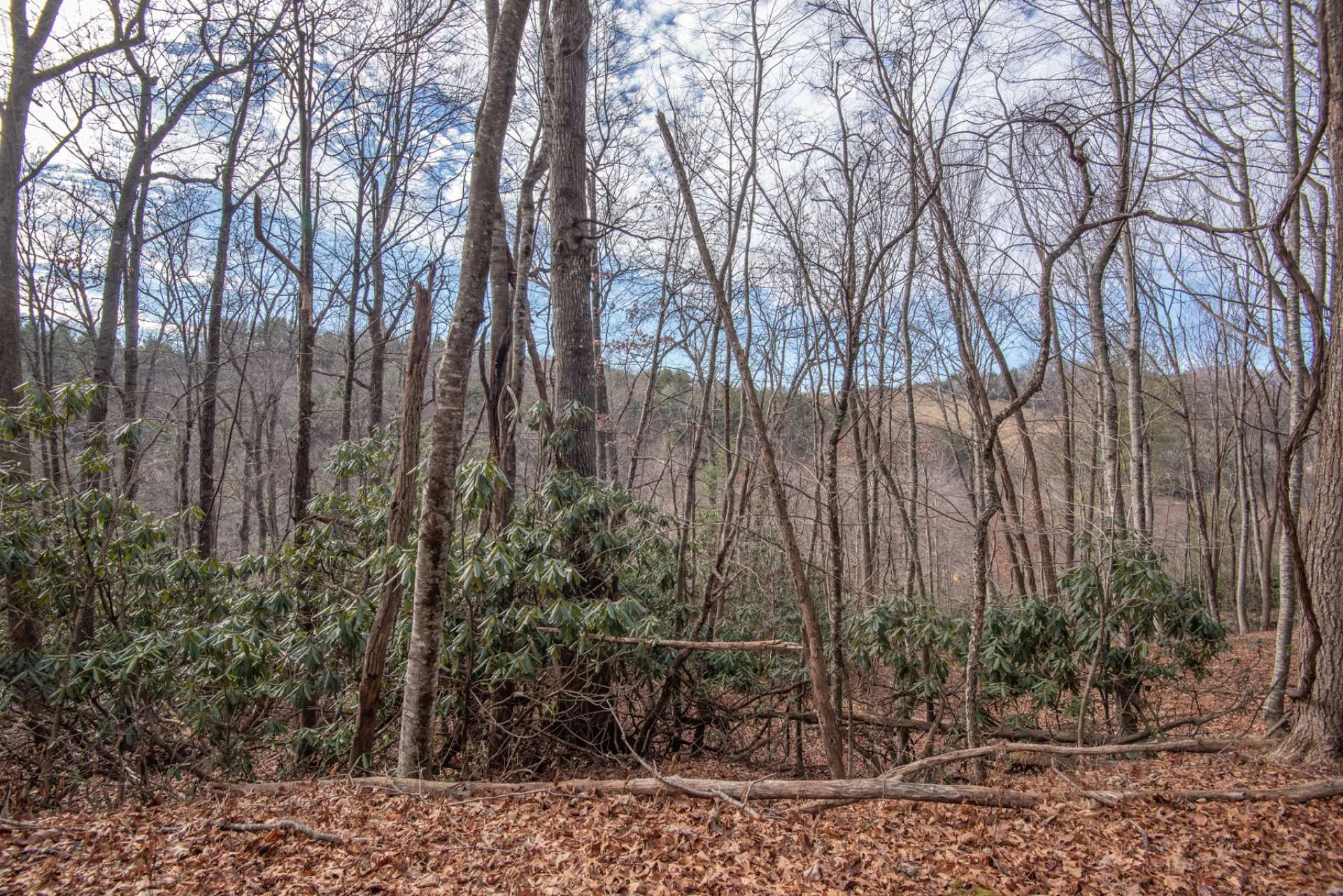 Image number 13 for the current listing