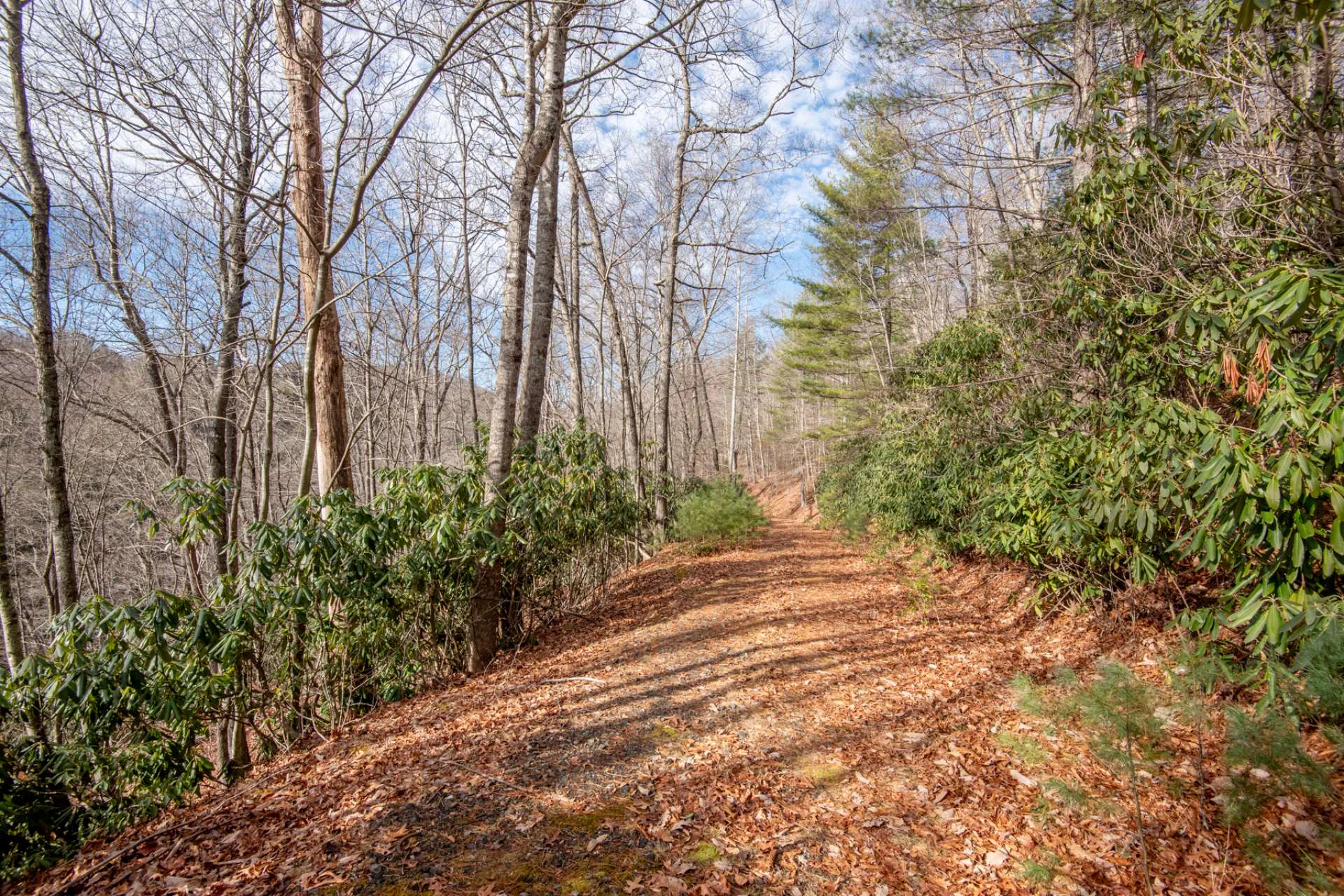 Image number 11 for the current listing
