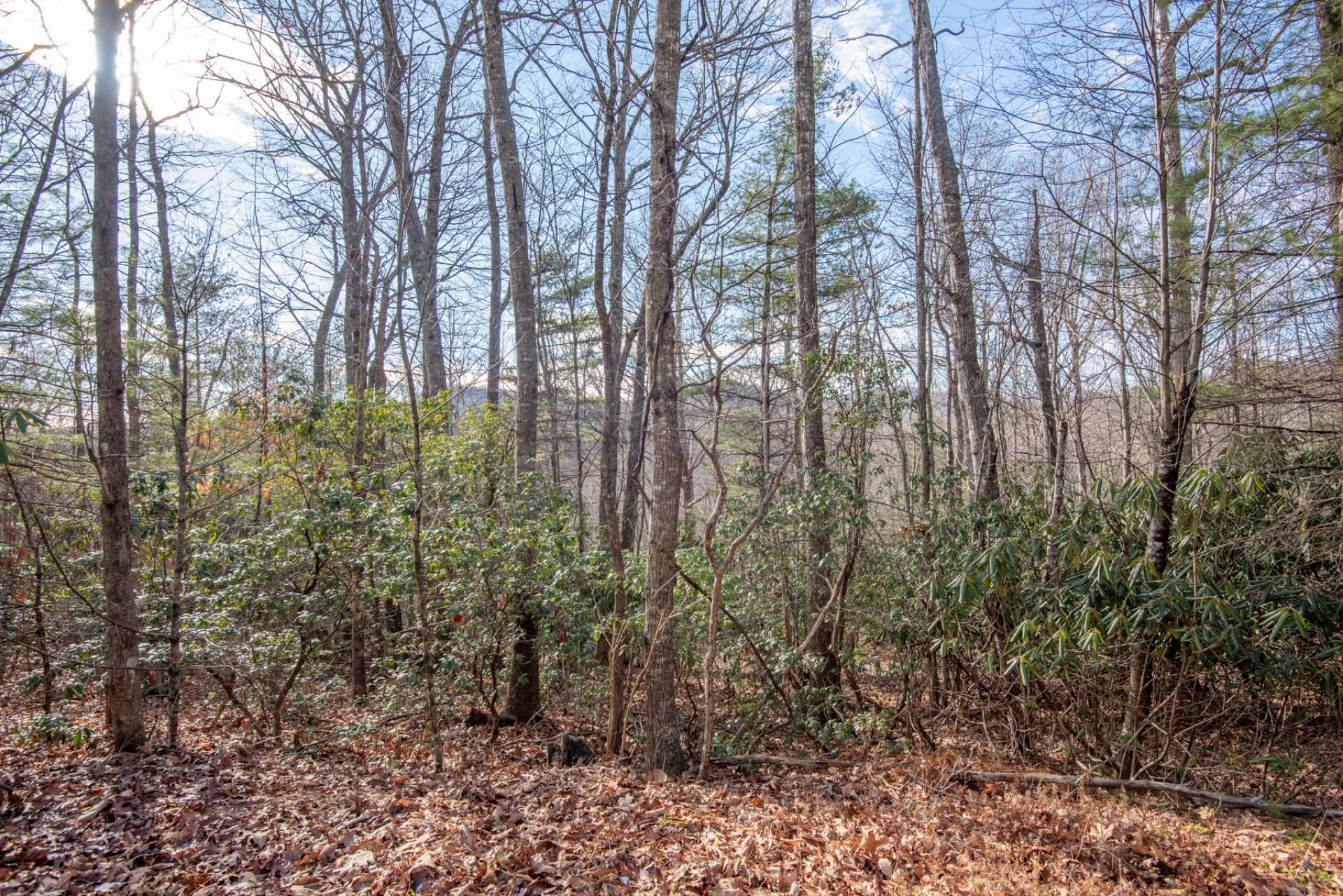 Image number 9 for the current listing