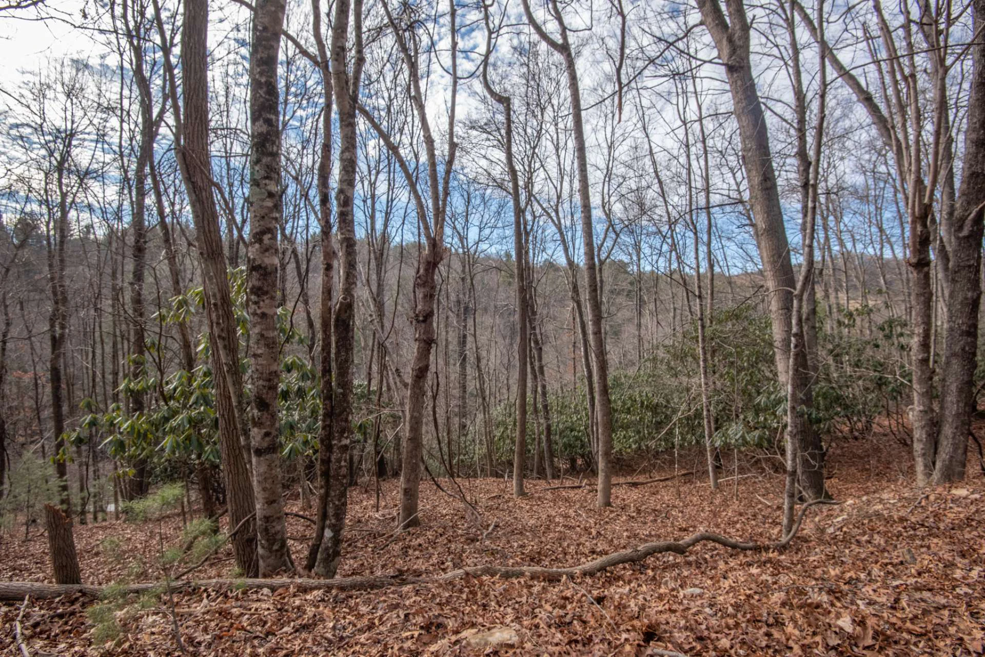 Image number 5 for the current listing