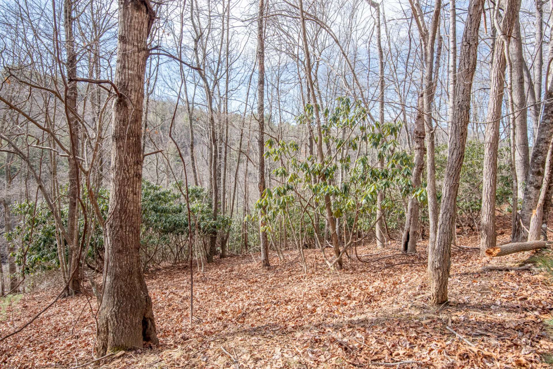 Image number 3 for the current listing