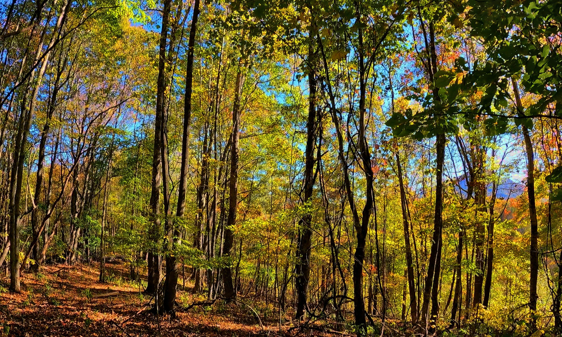 Image number 1 for the current listing
