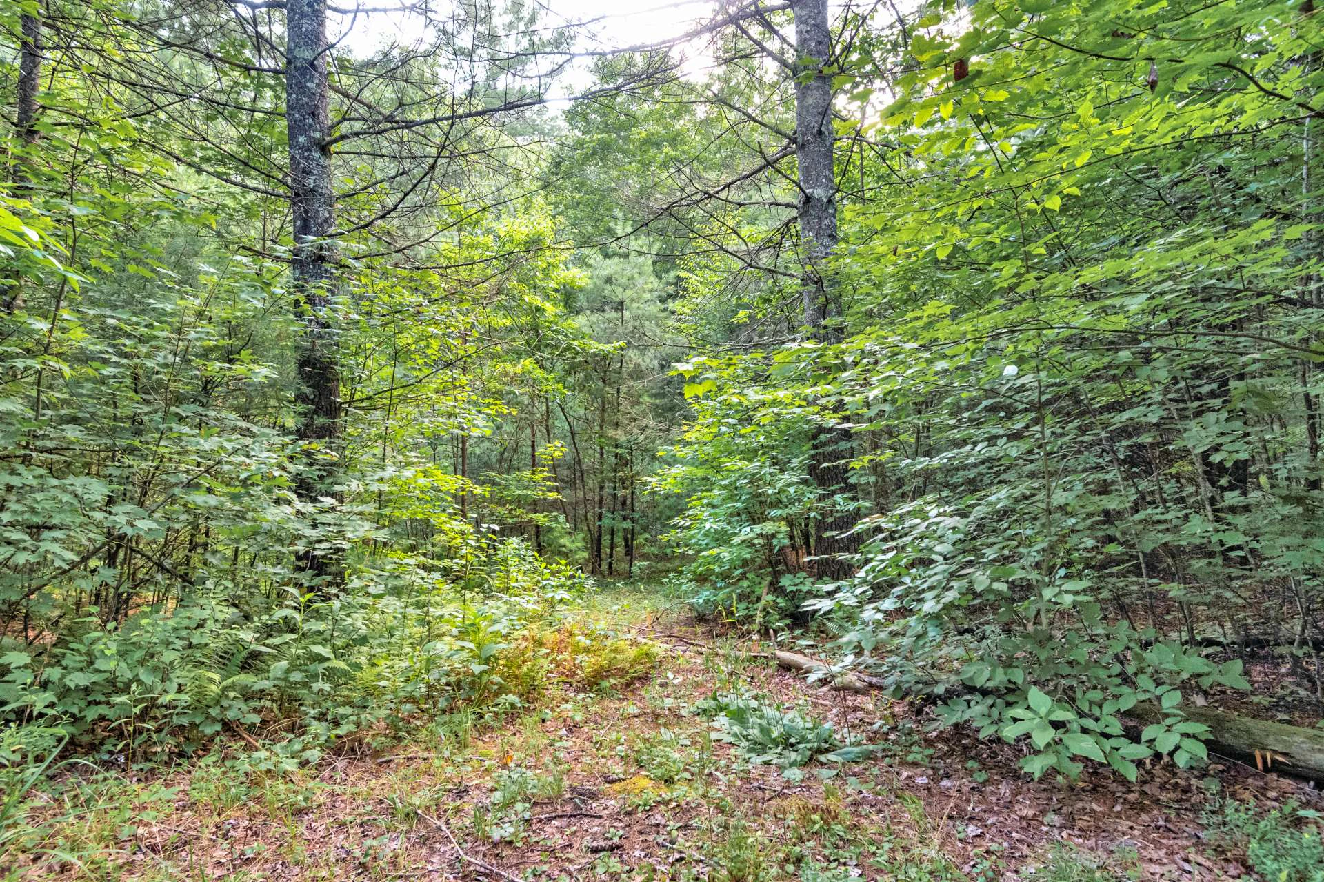 Image number 2 for the current listing