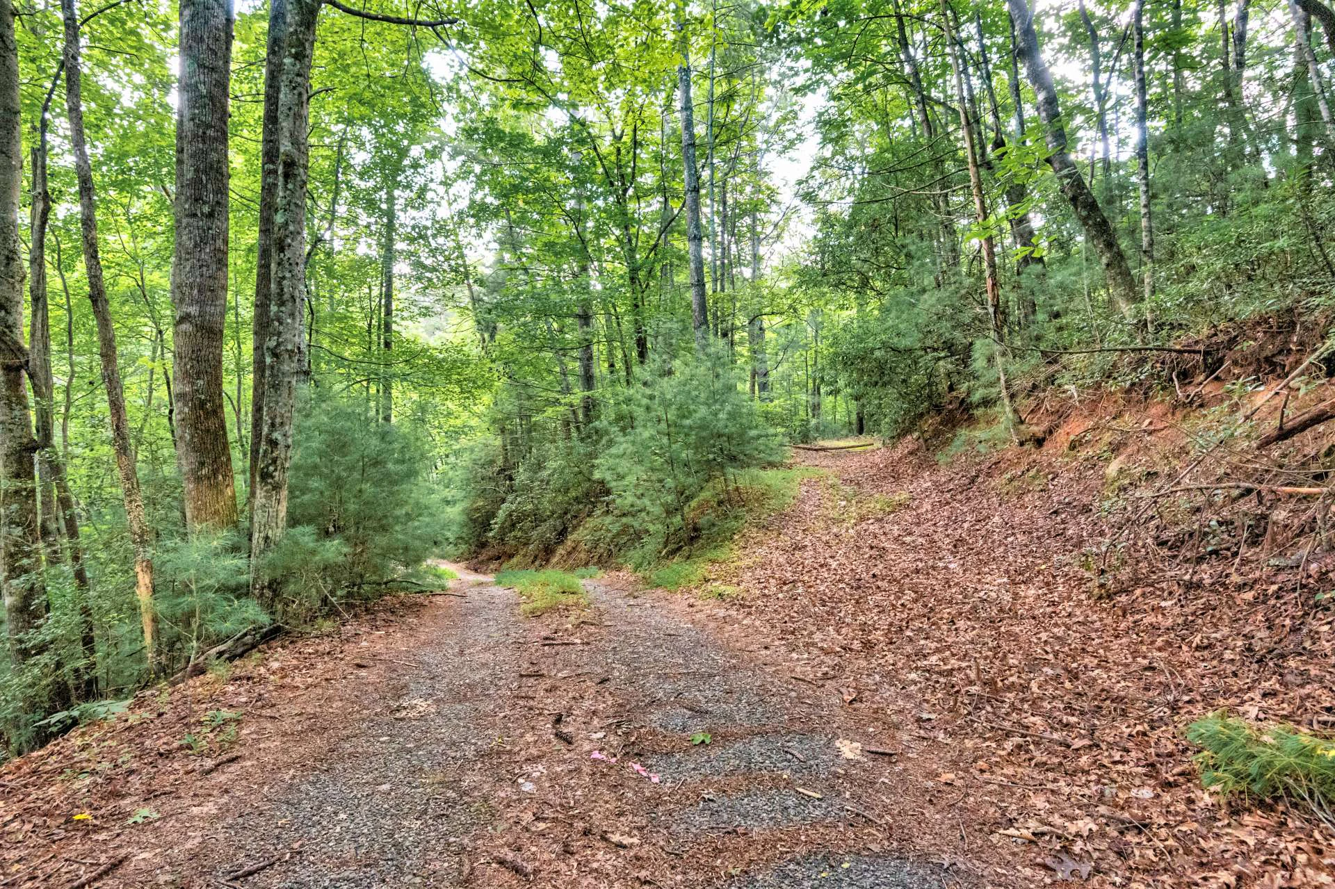 Image number 6 for the current listing