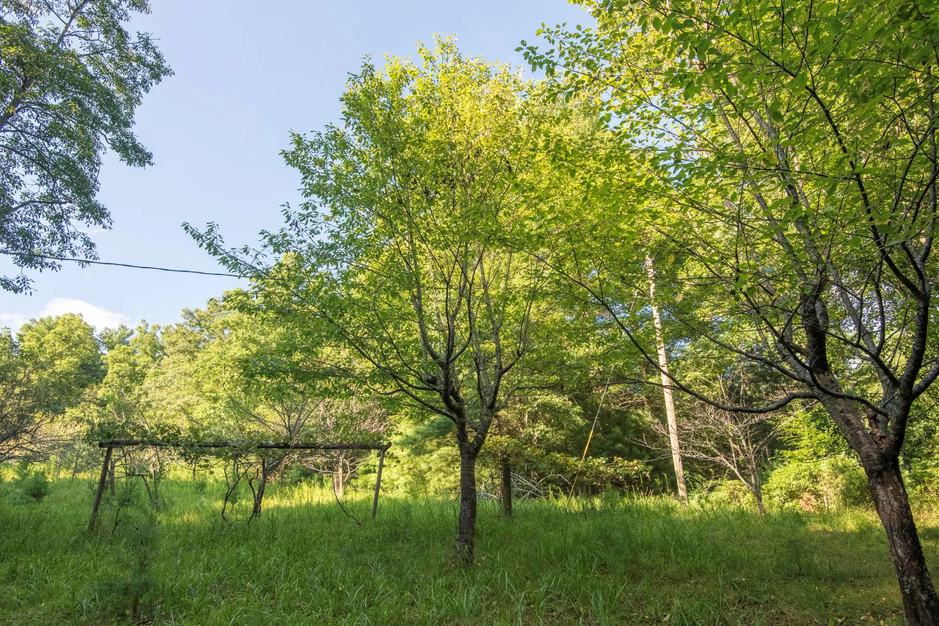 Image number 5 for the current listing