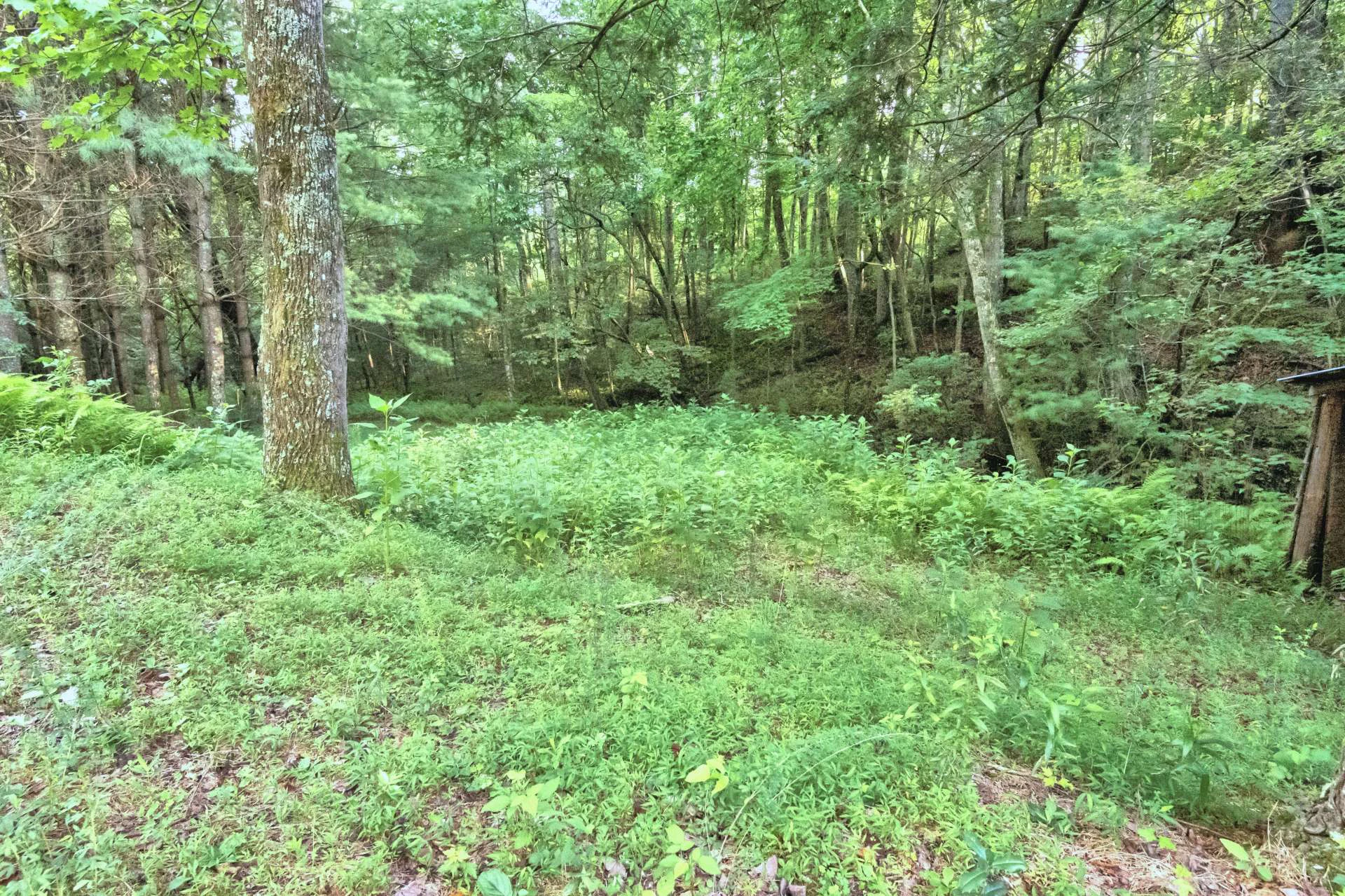 Image number 4 for the current listing