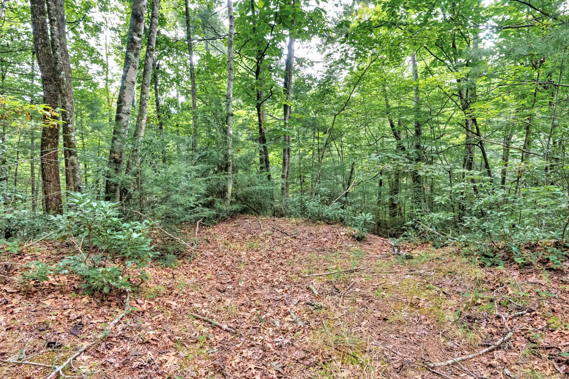 Image number 3 for the current listing
