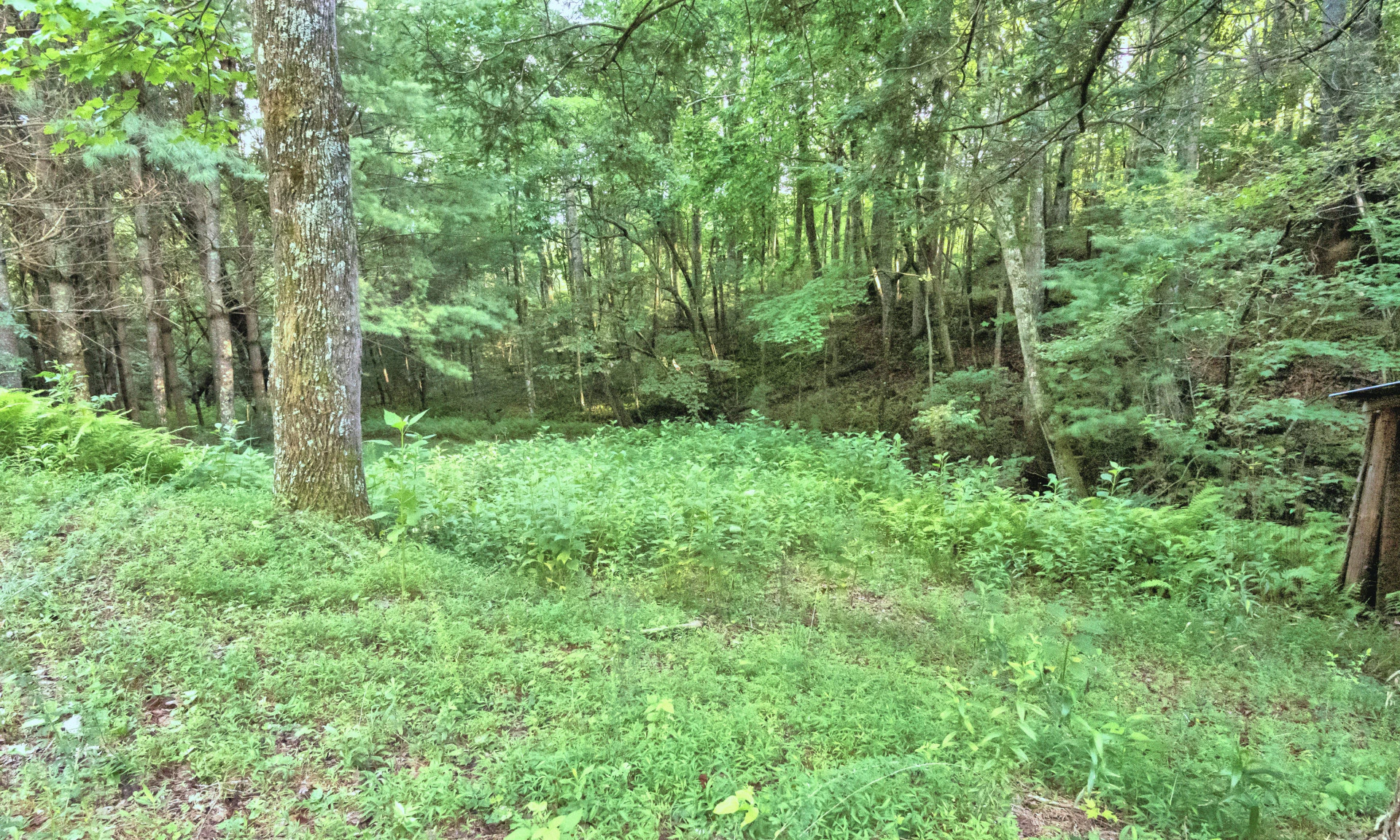 Image number 1 for the current listing