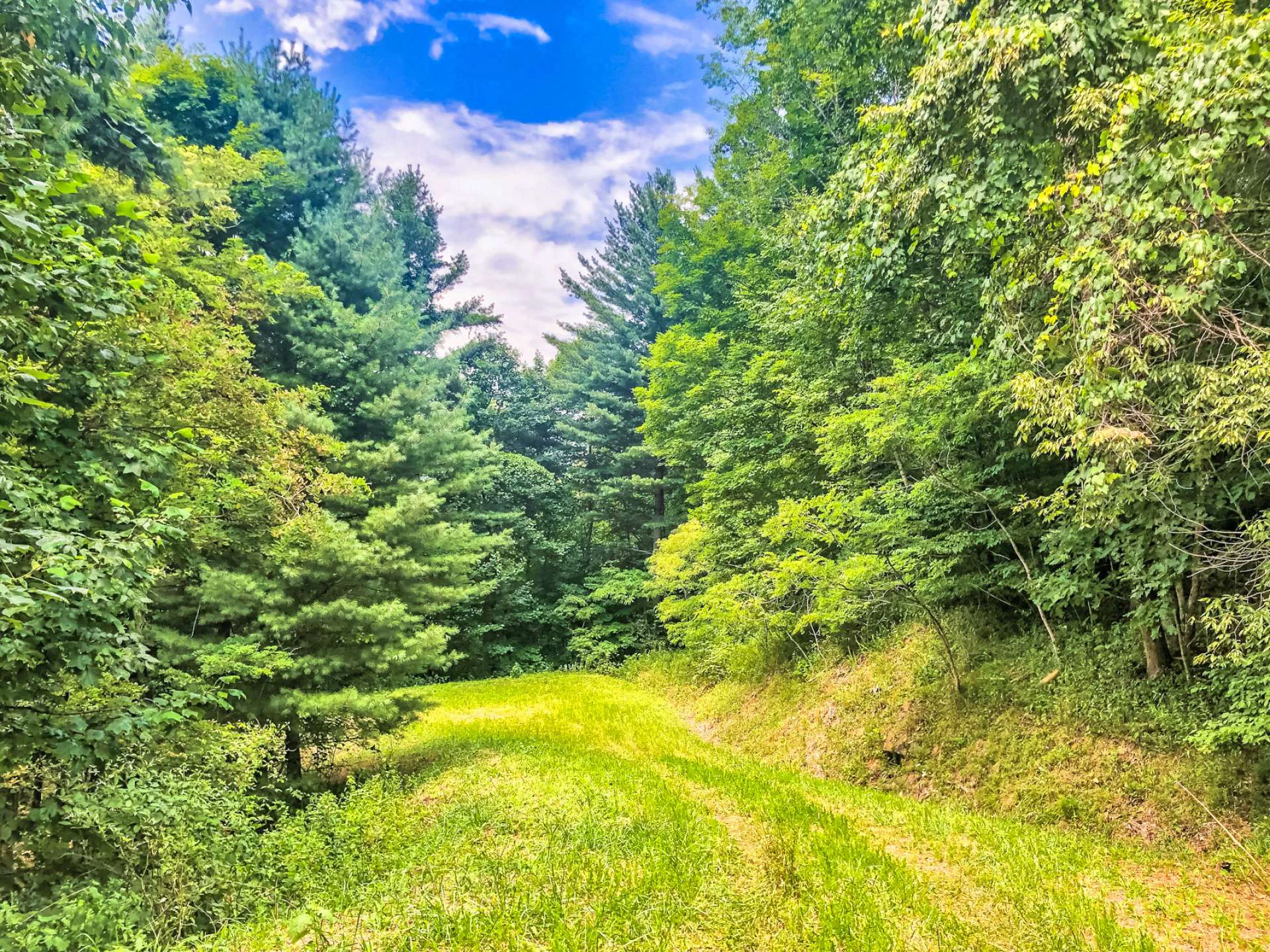 Image number 4 for the current listing