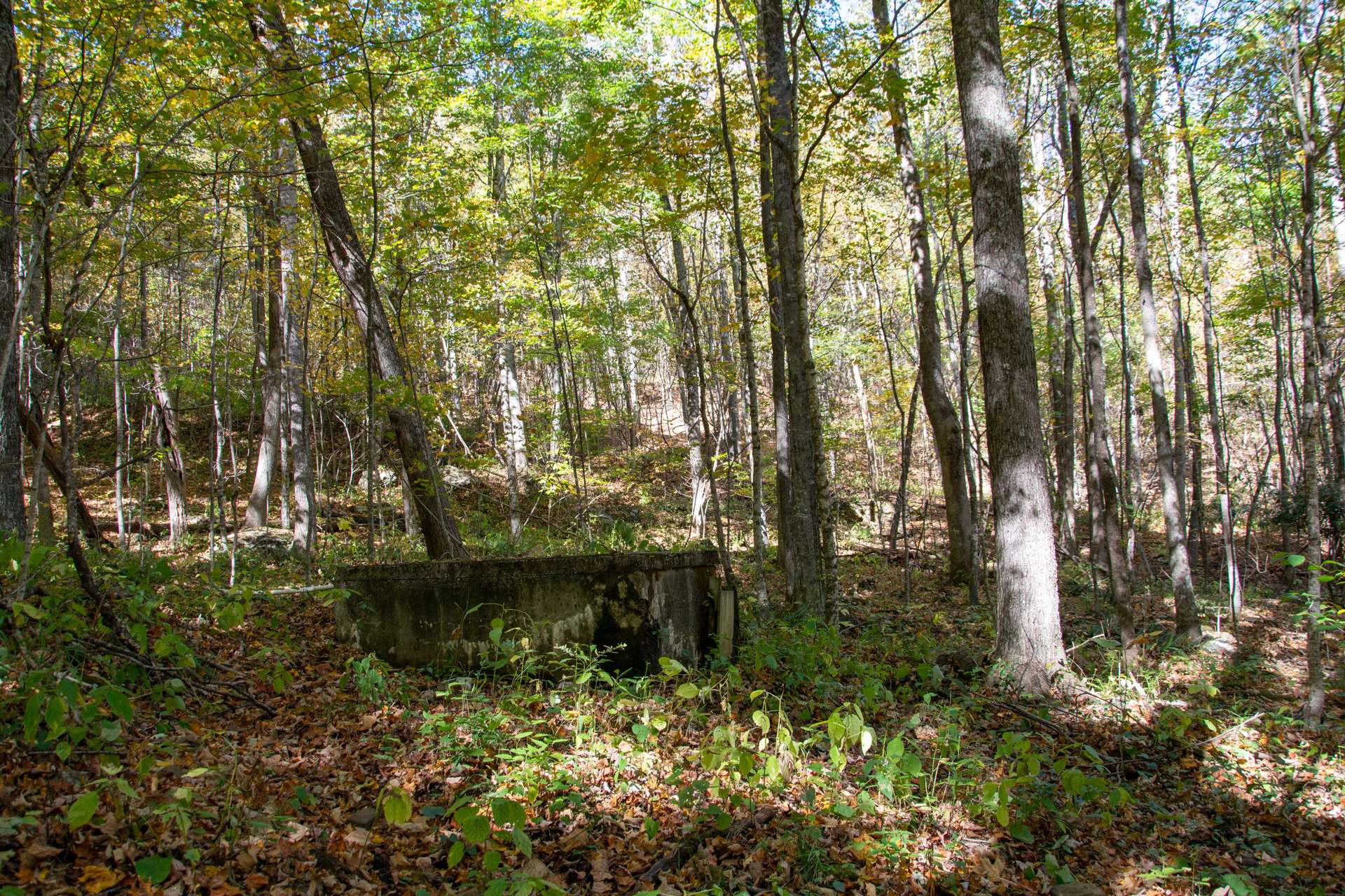 Image number 5 for the current listing