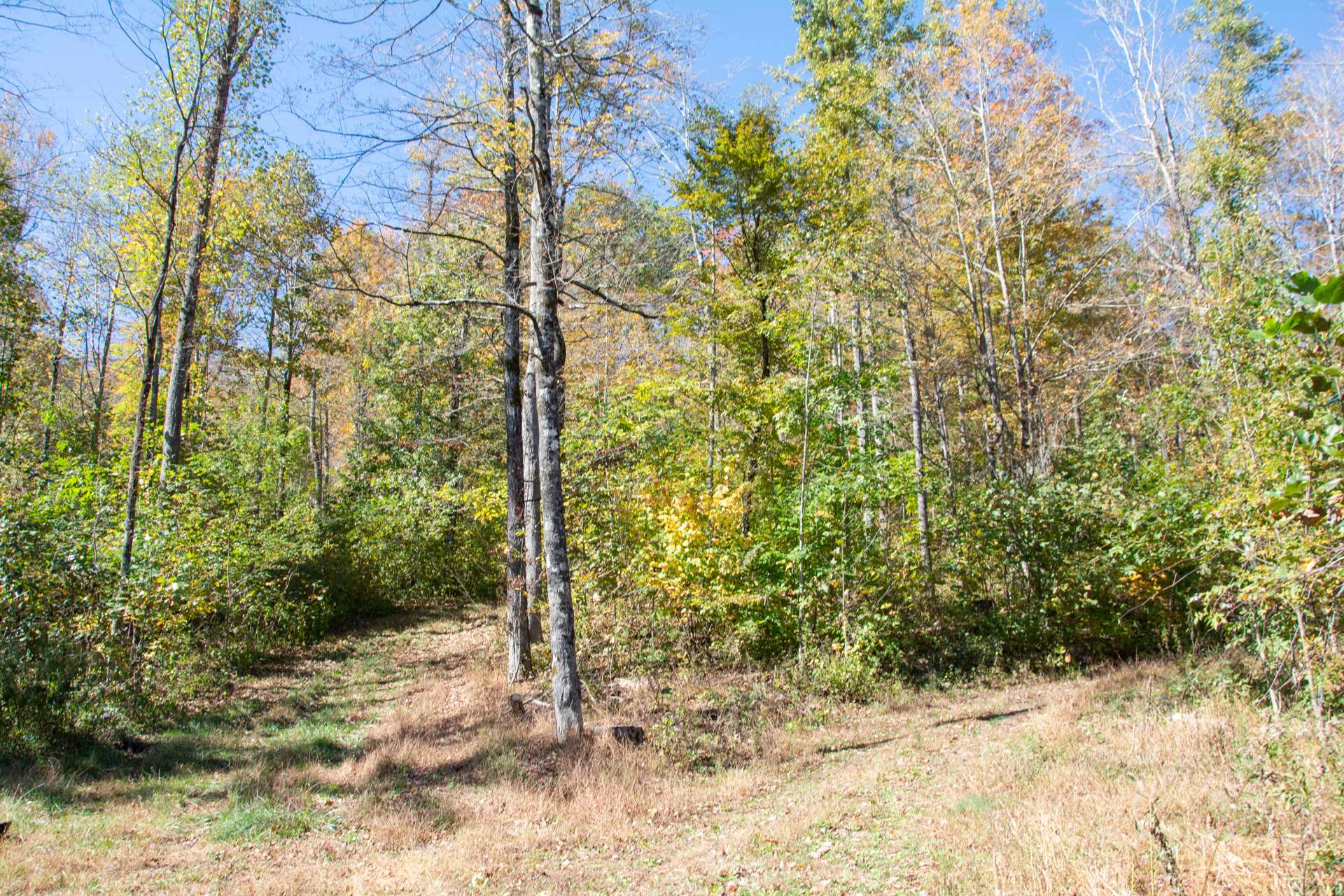 Image number 7 for the current listing