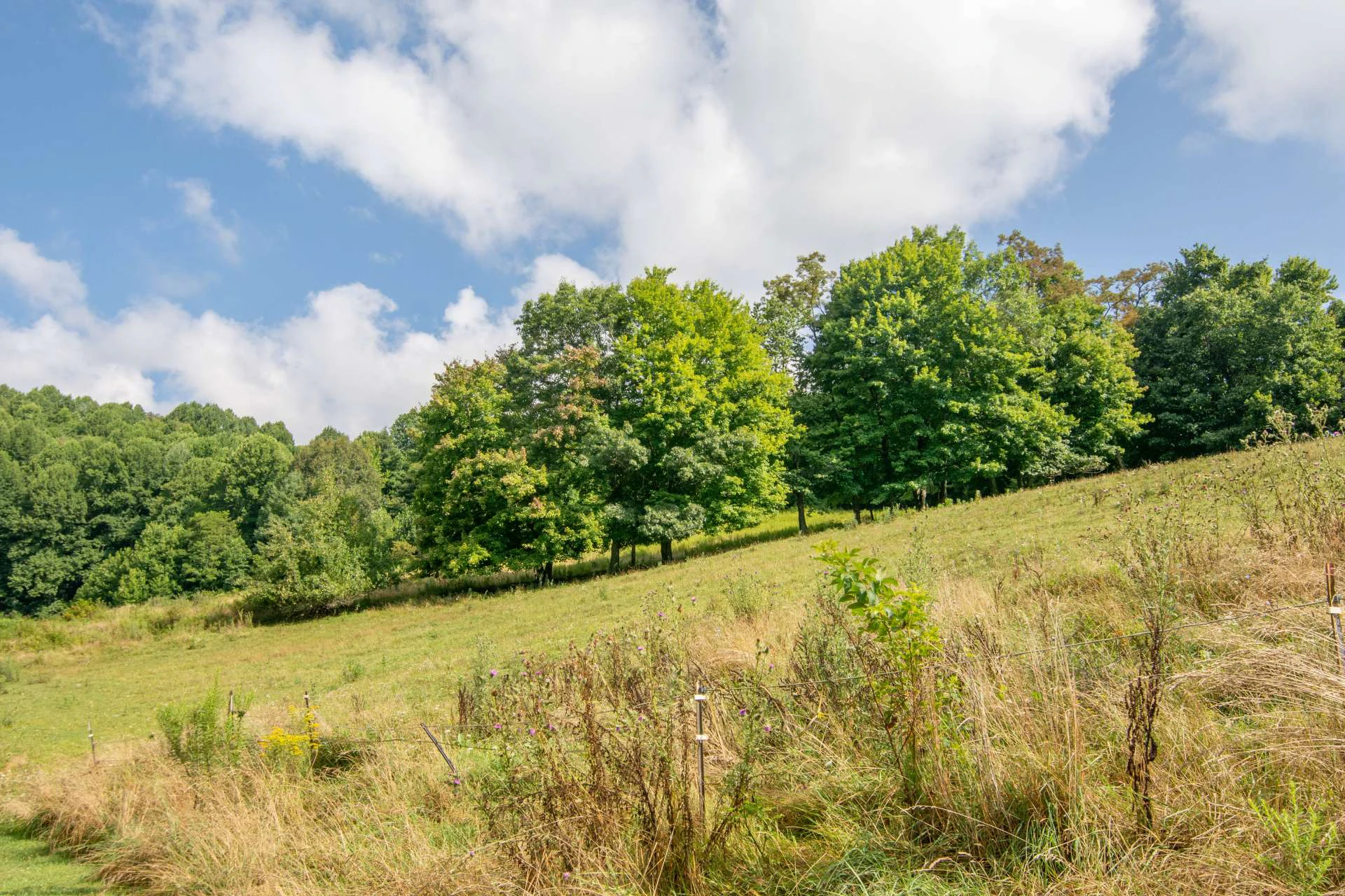 Image number 4 for the current listing