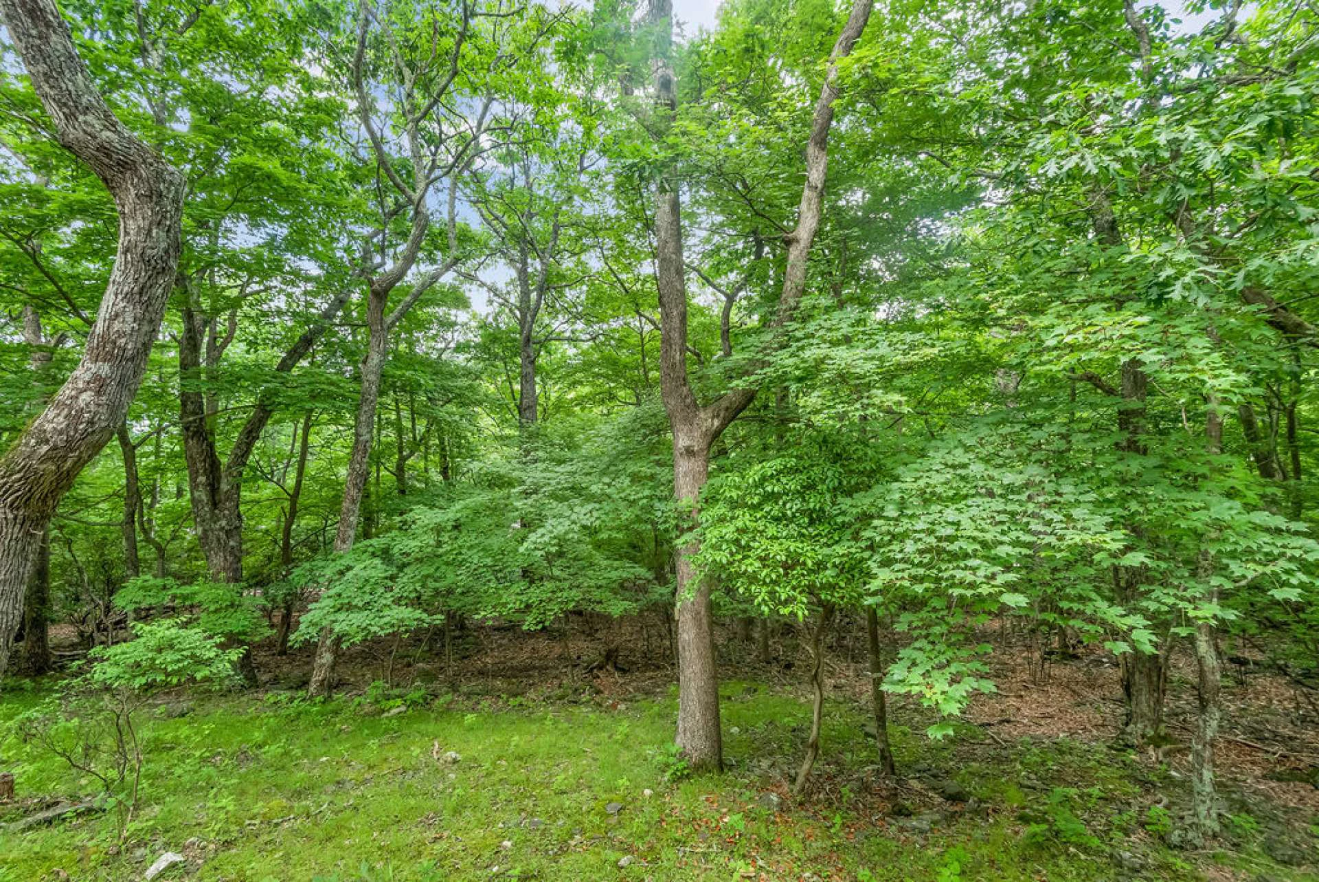 Image number 21 for the current listing