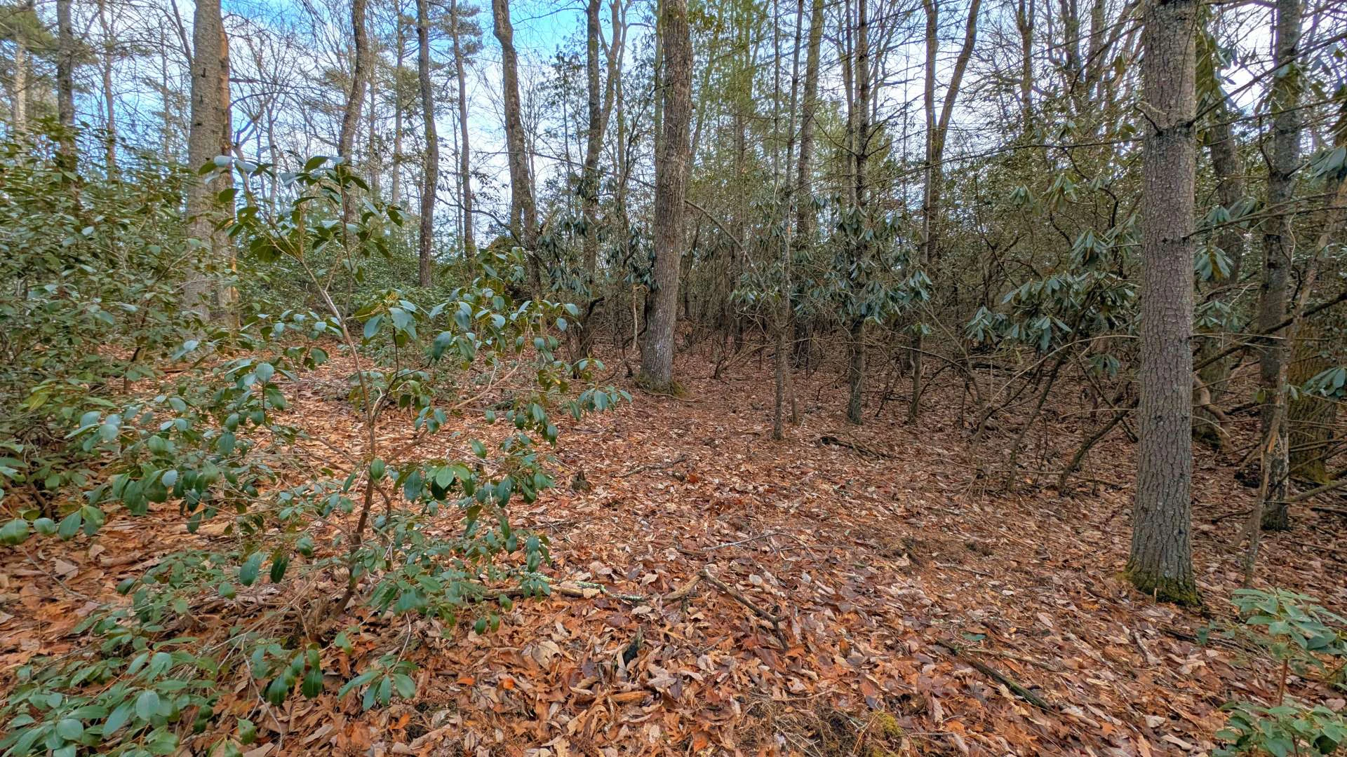 Image number 6 for the current listing