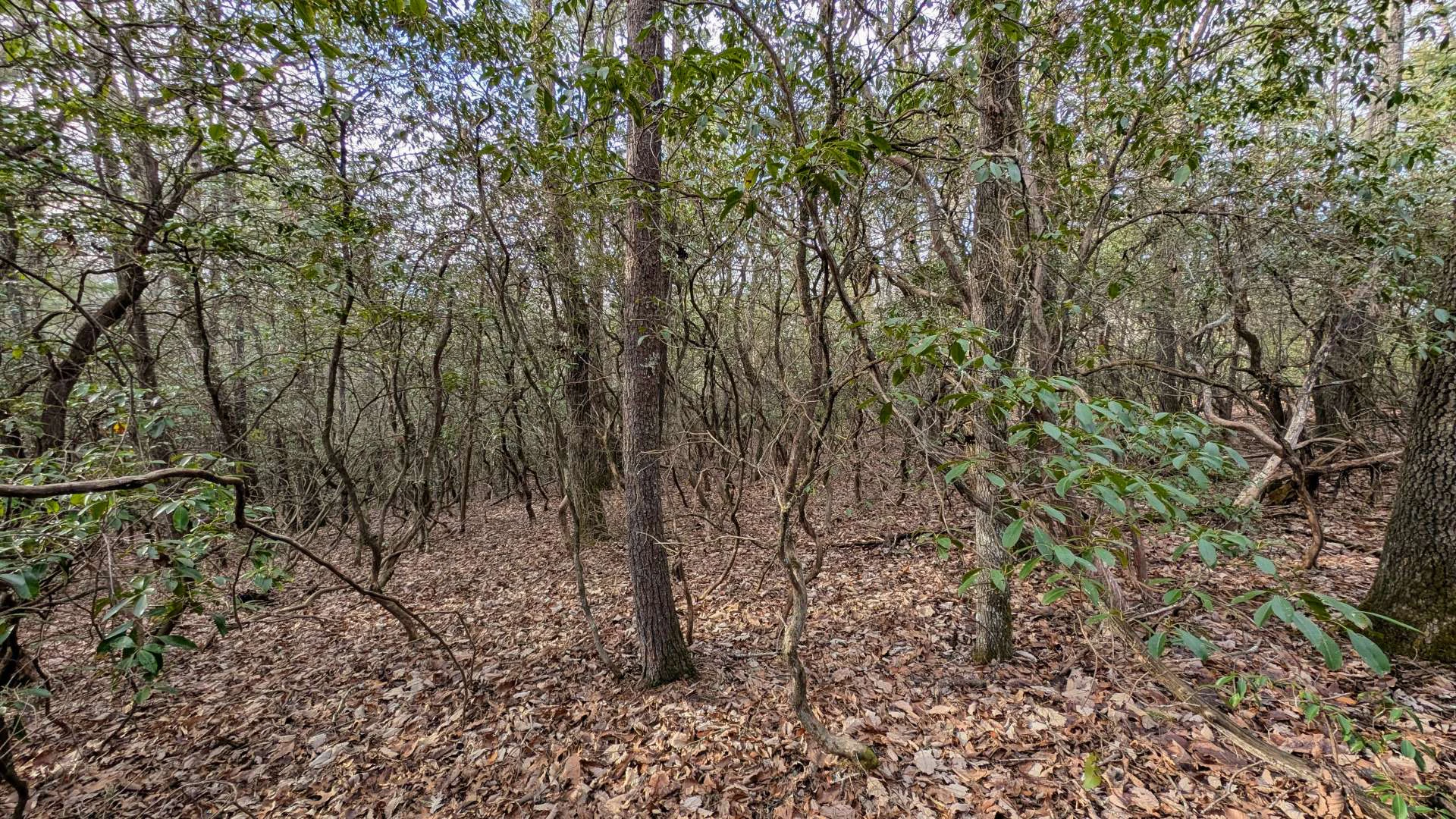 Image number 5 for the current listing